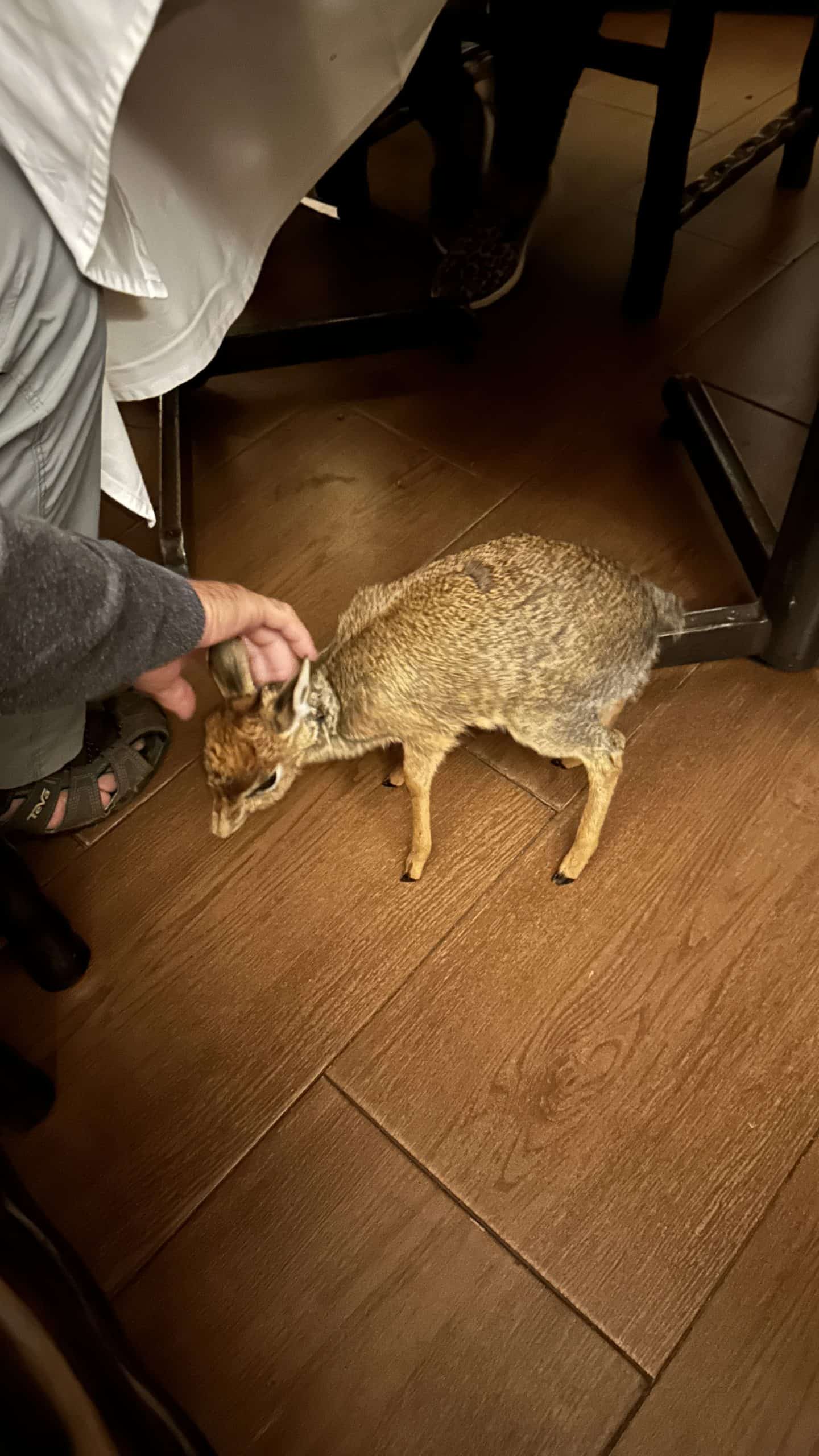 Resident Dik Dik at the hotel