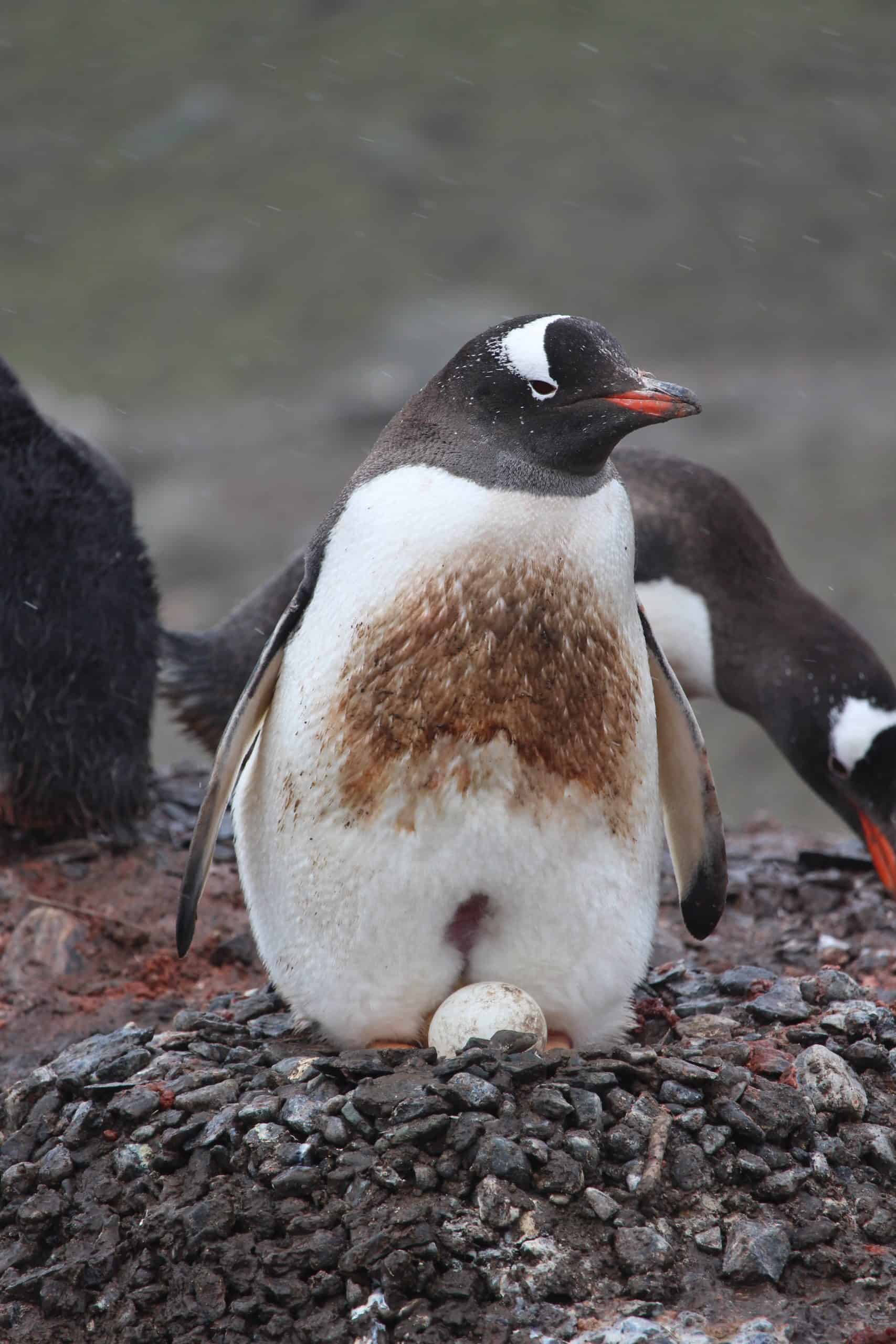 Gentoo penguin sitting on an egg