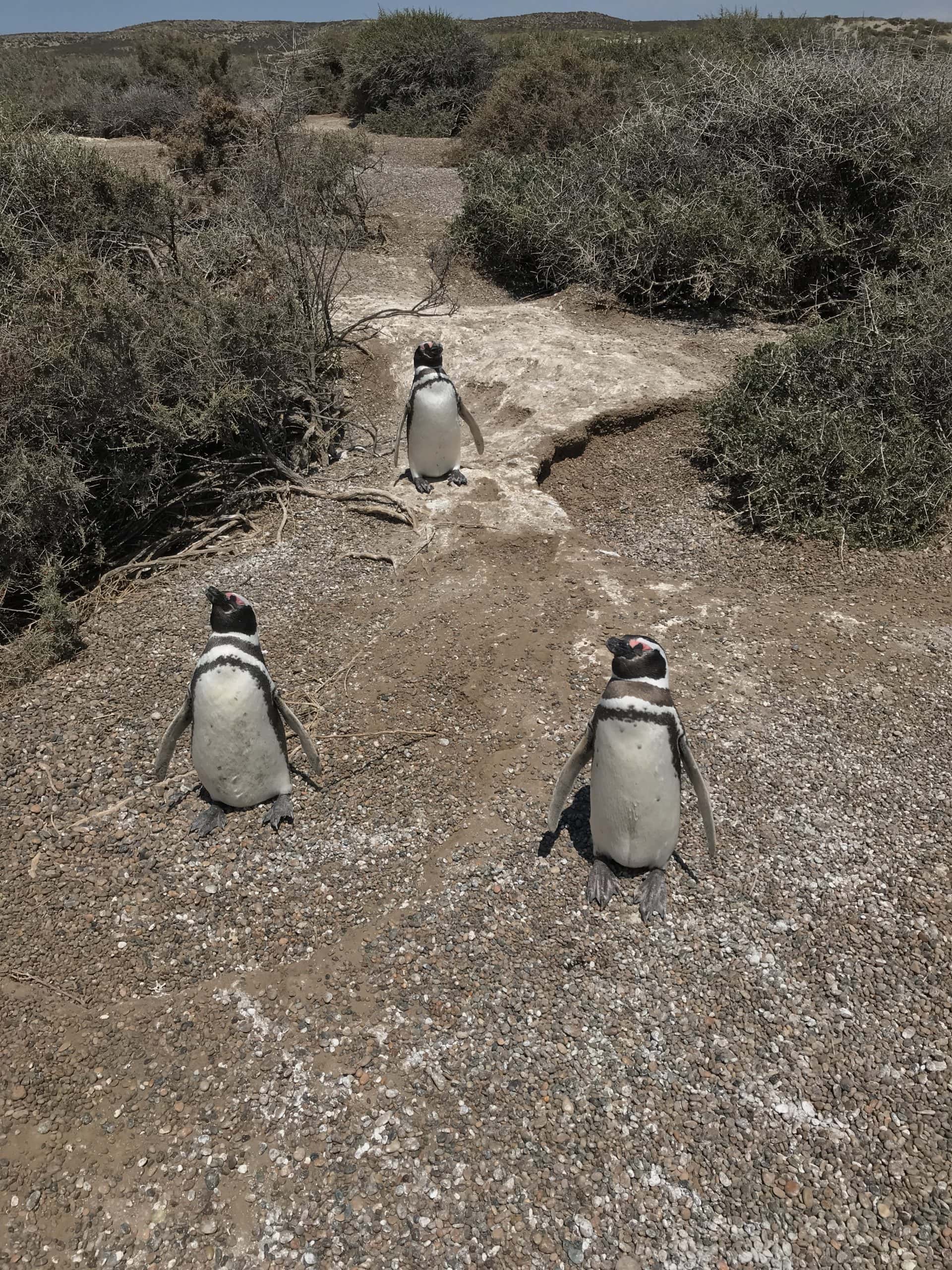 Penguins in the reserve