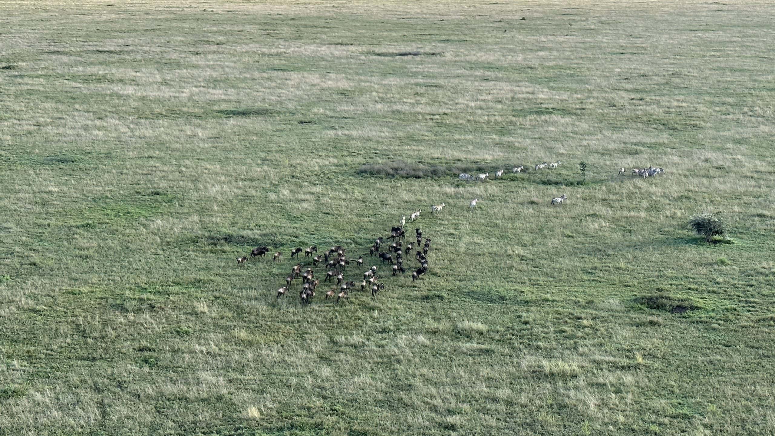 Wildebeest and zebra