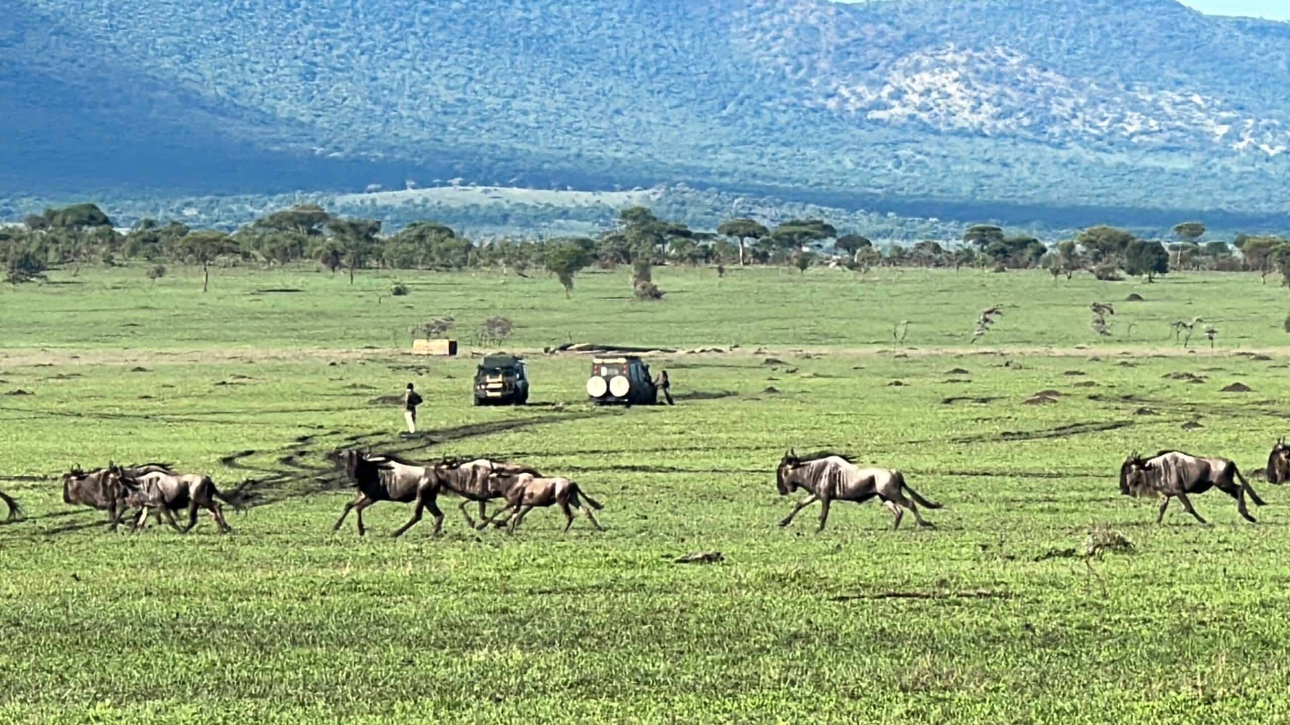 Wildebeest on the move again
