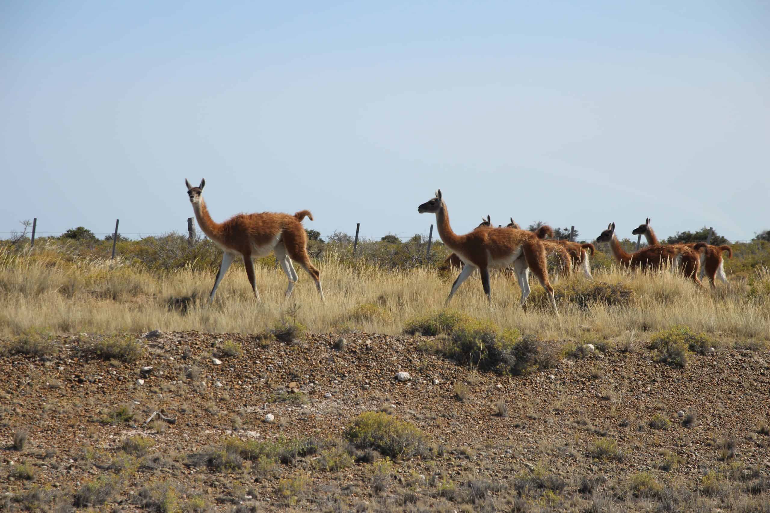 Guanacos