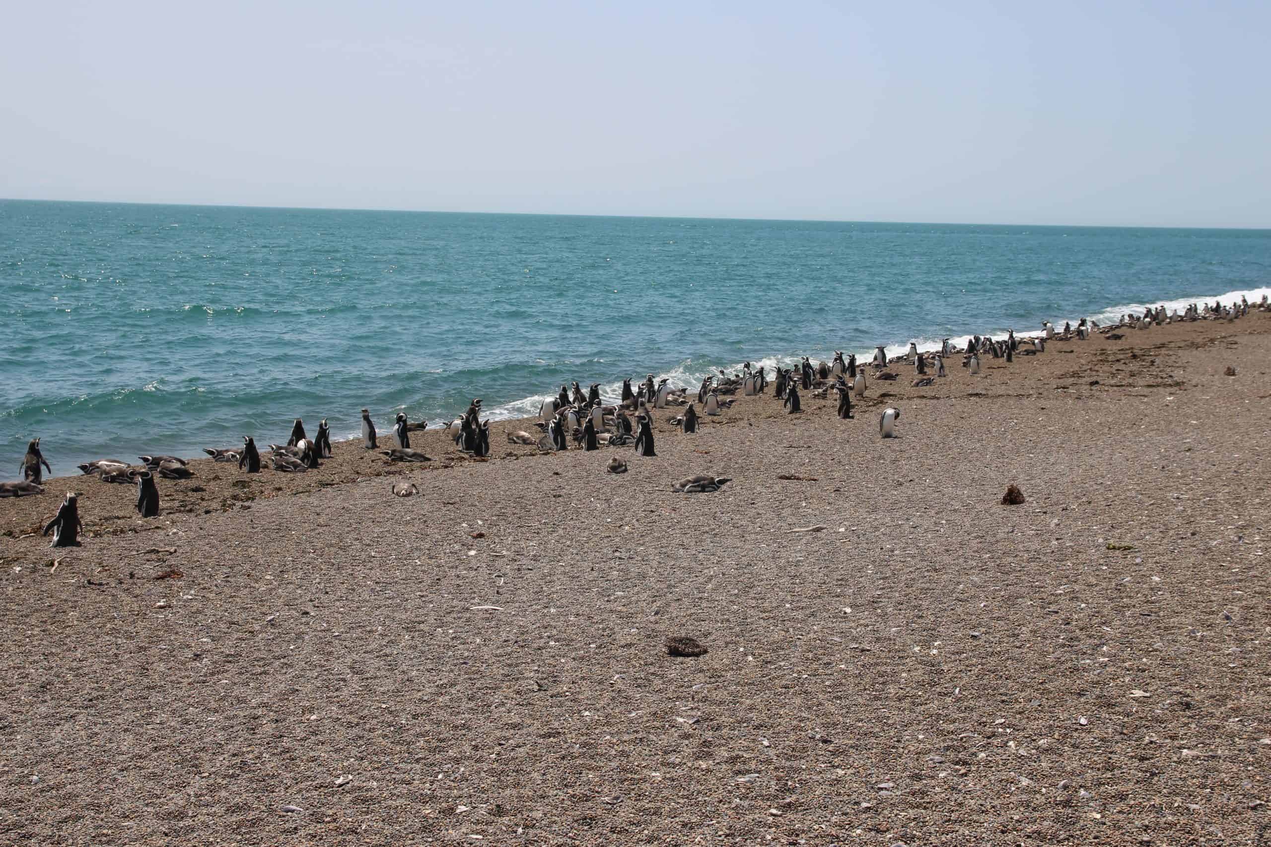 Penguins along the water