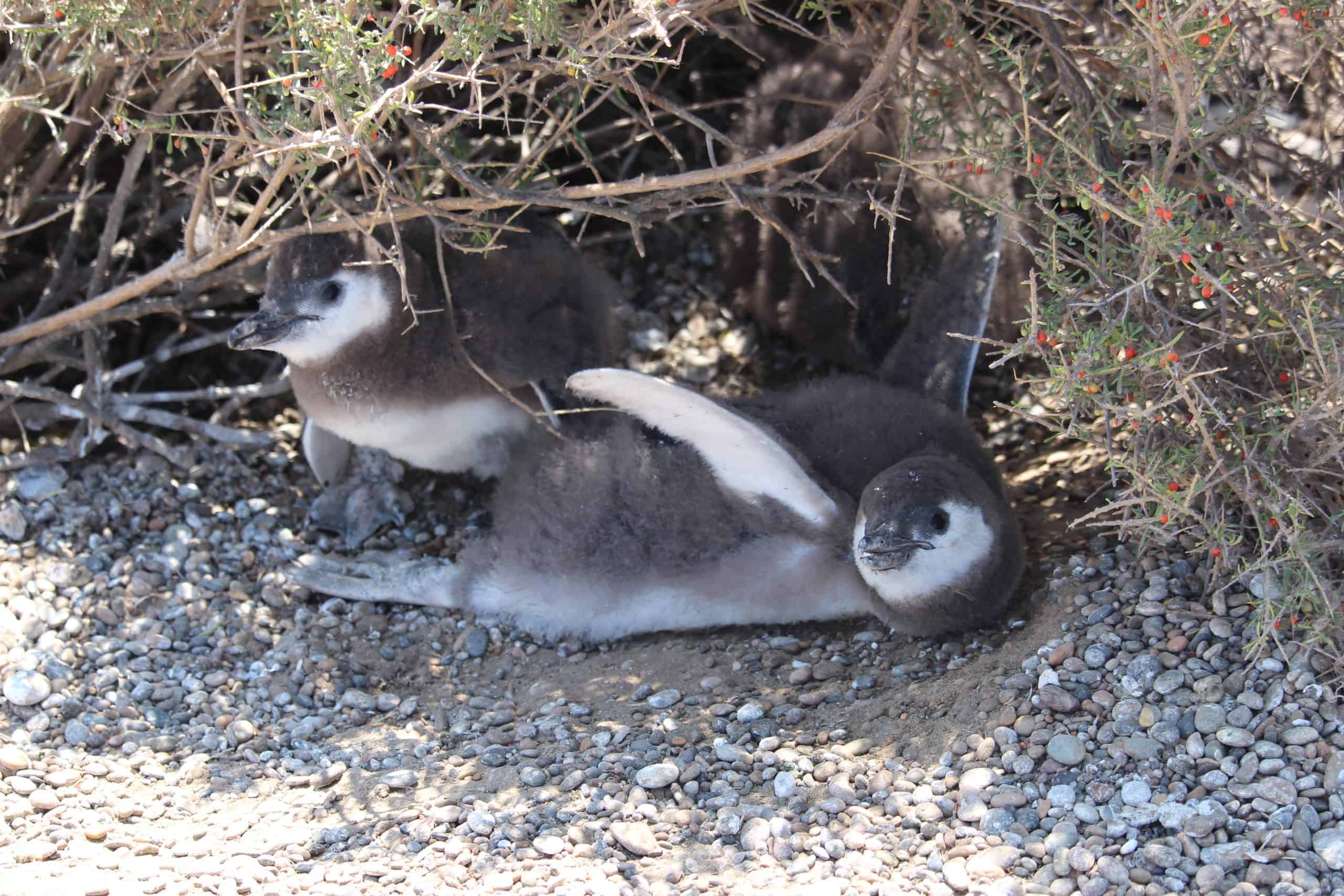 Baby penguins in their nest