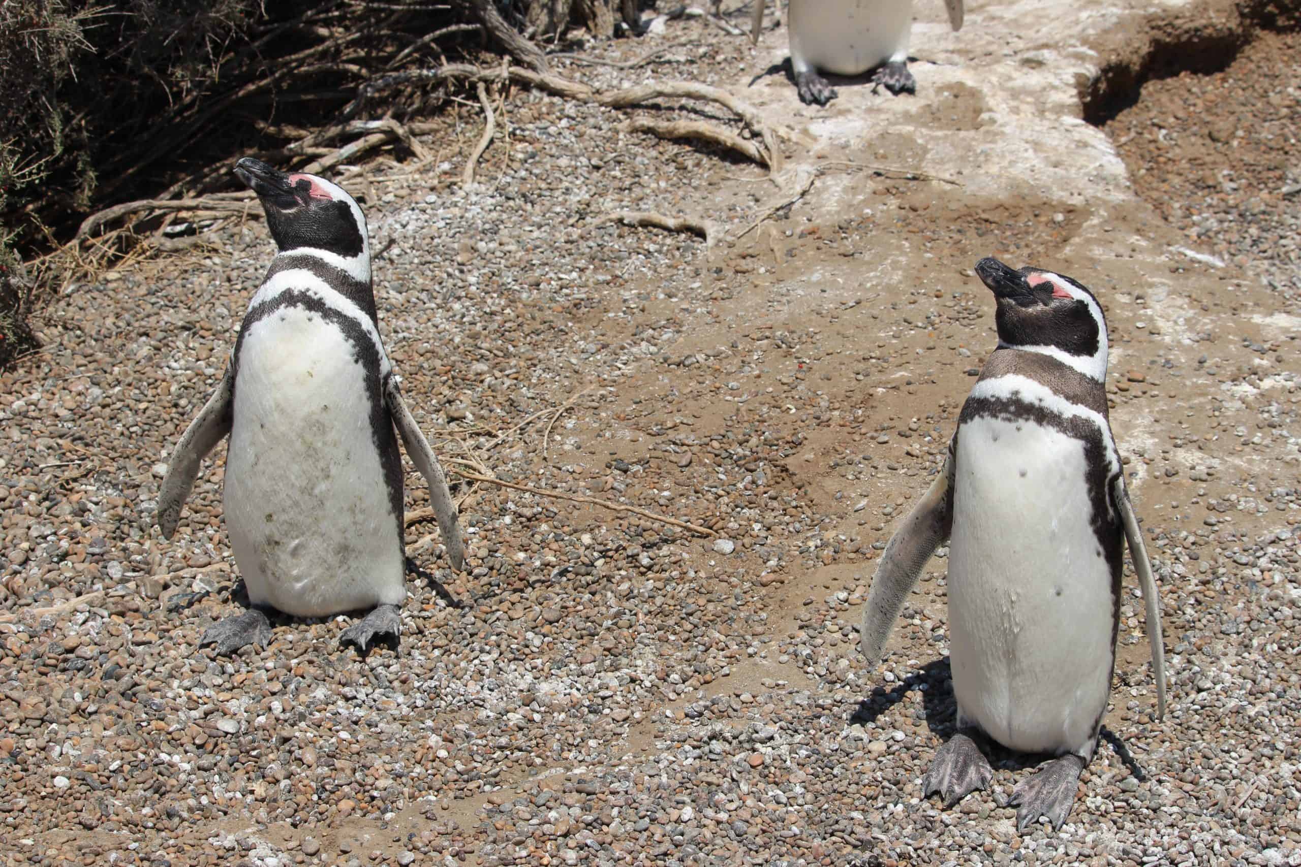 Magellanic penguins