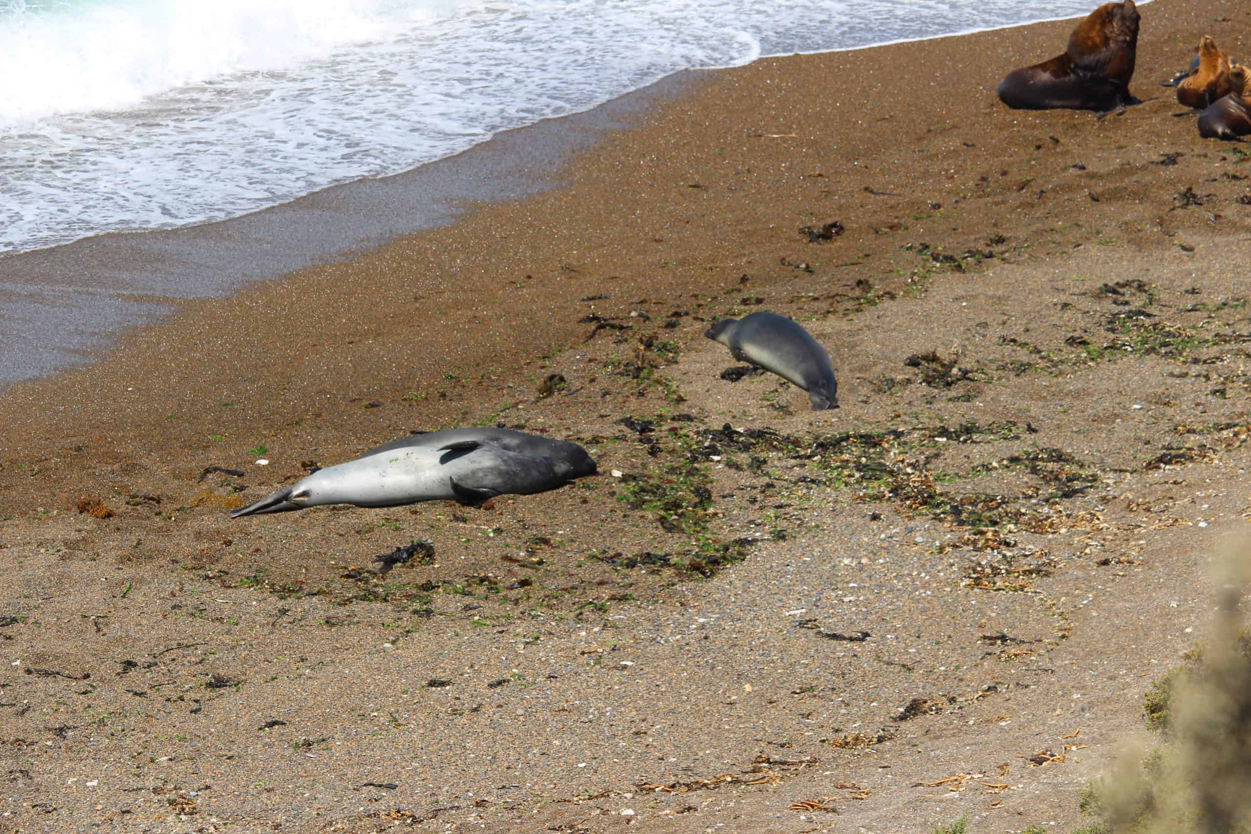 Sea lions
