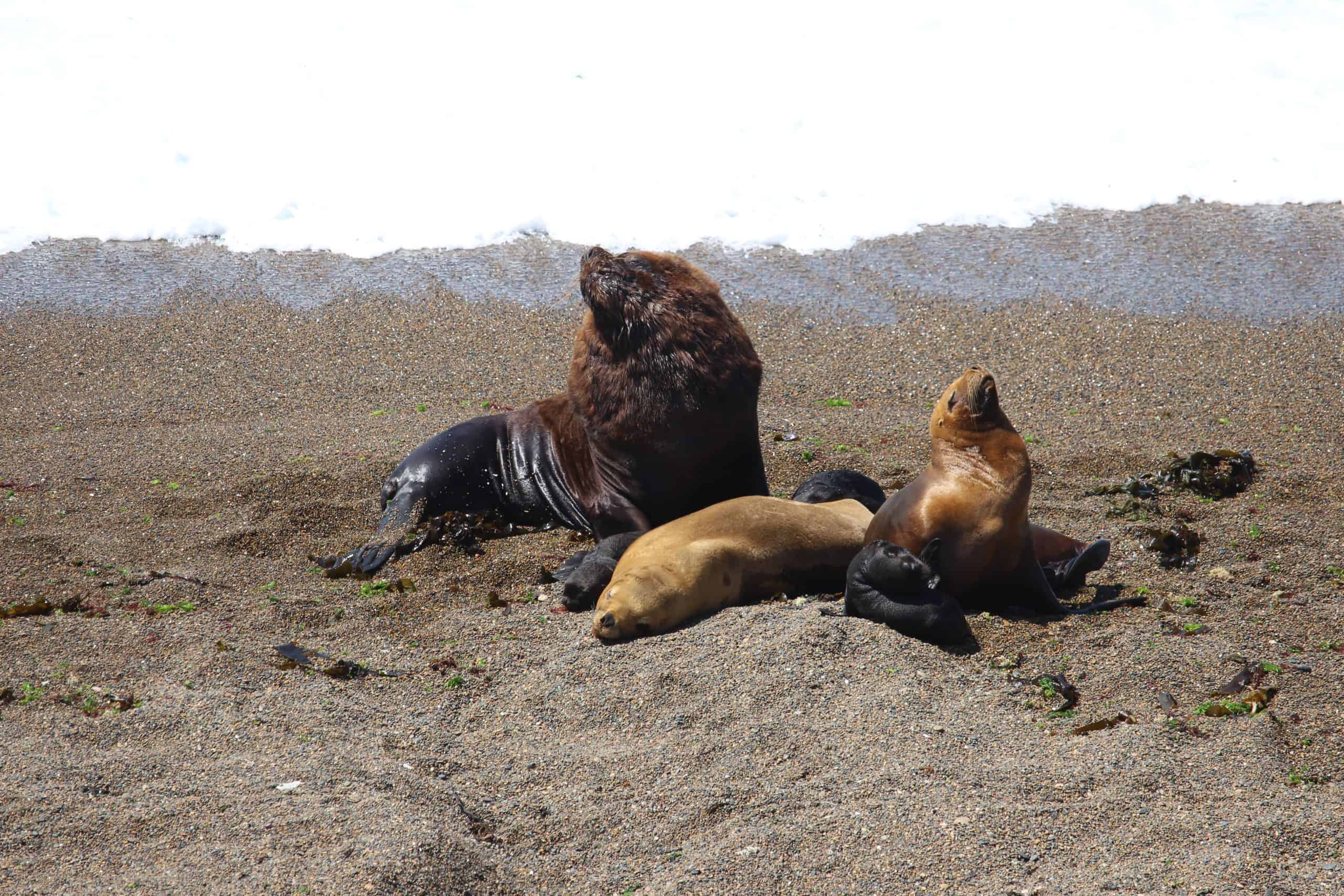 Mother with her cubs