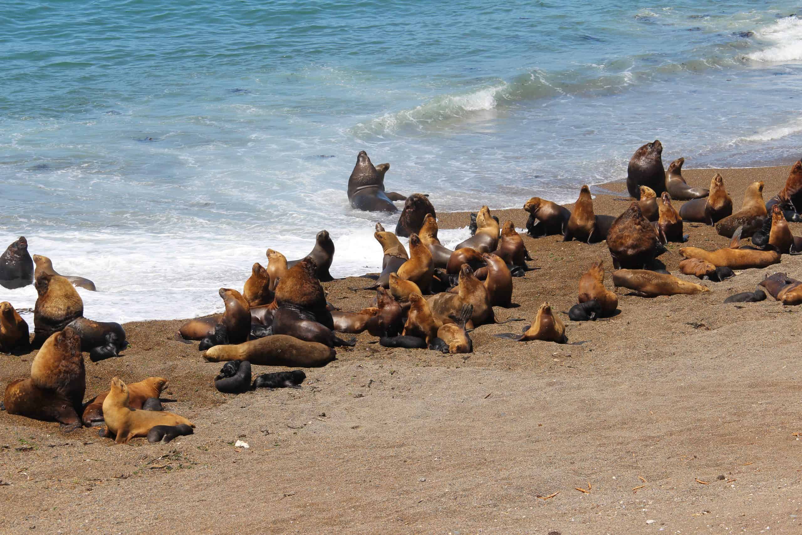 Elephant seals