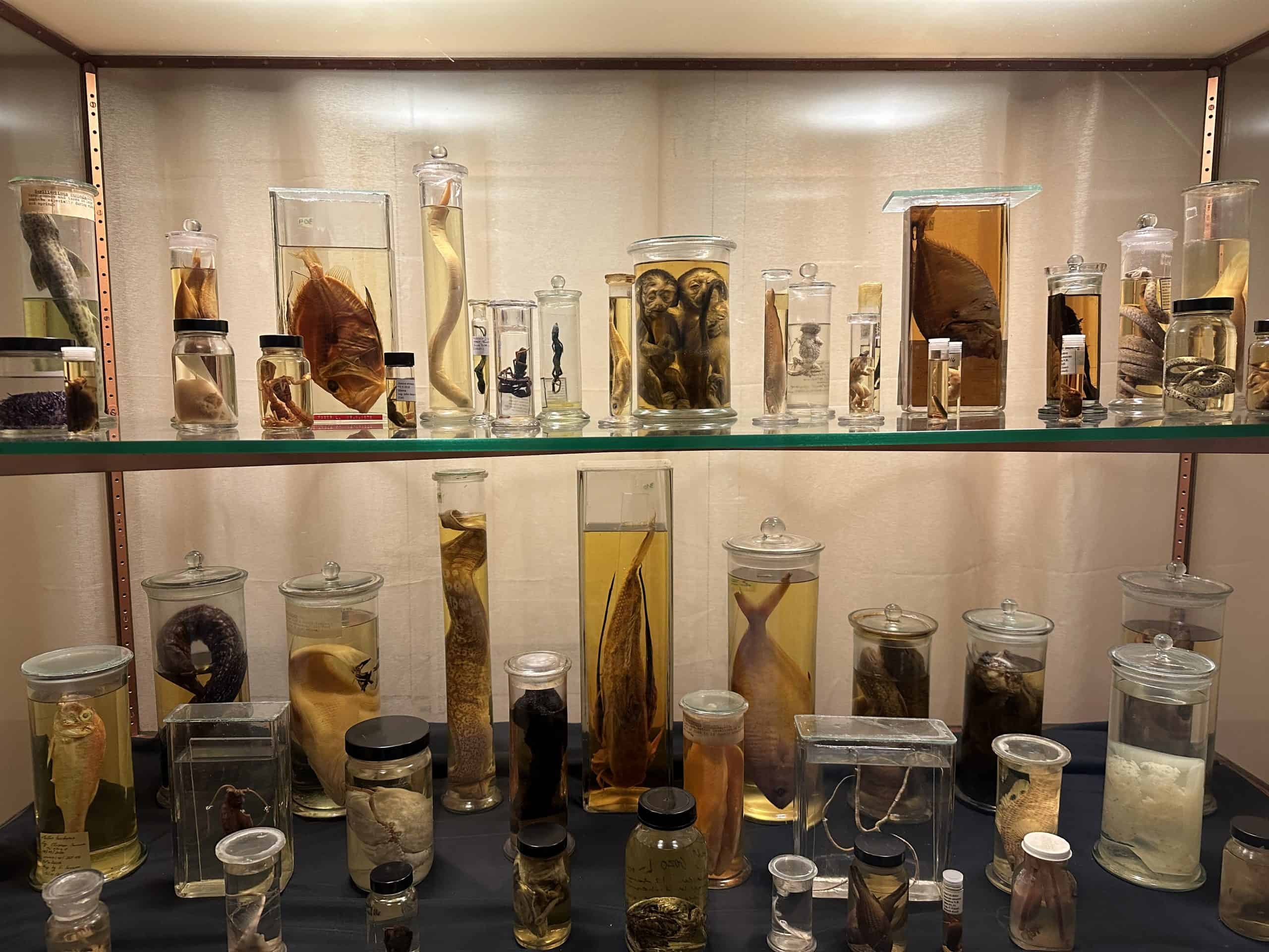 Specimens
