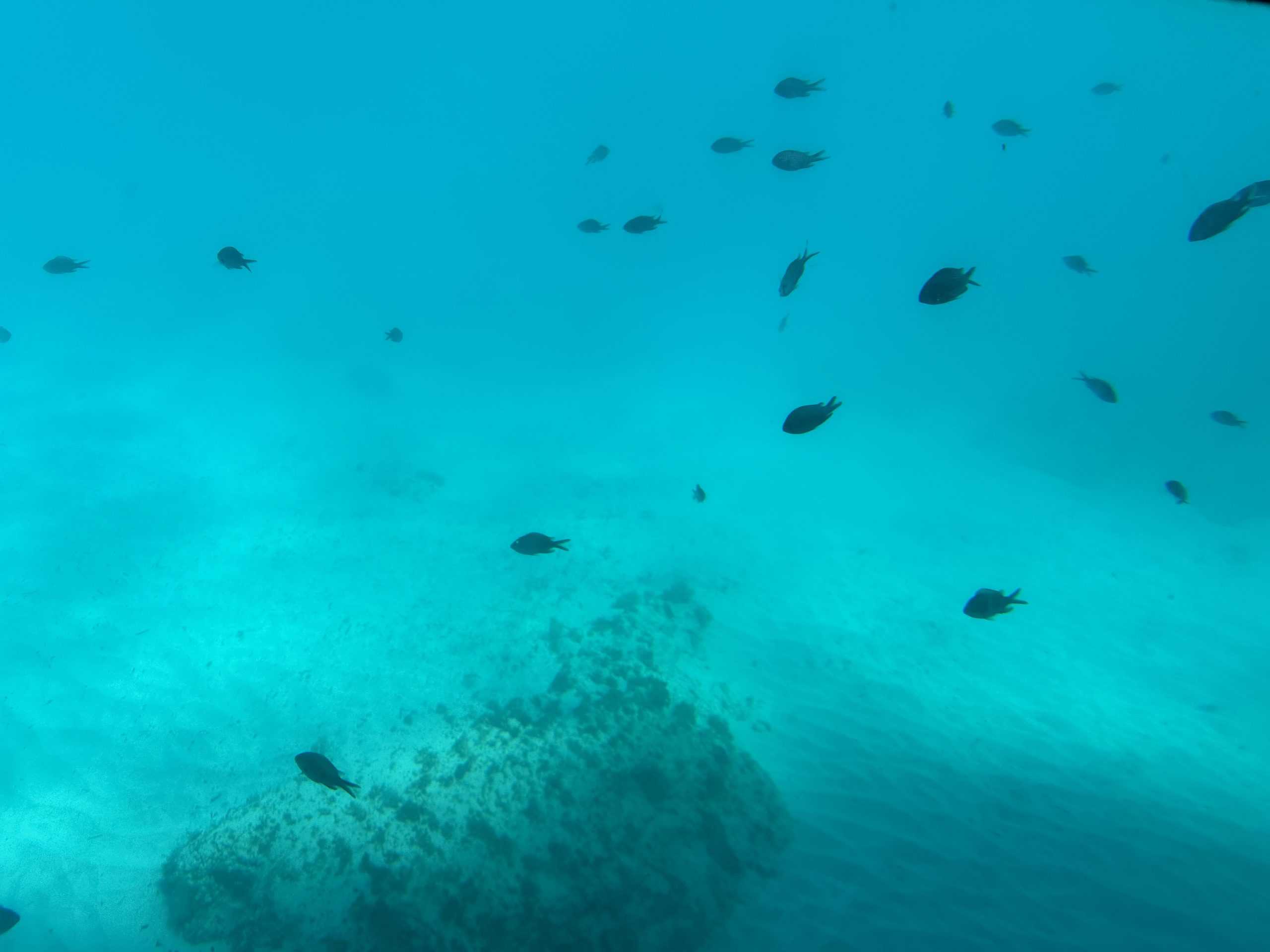Fish from the underwater viewing area