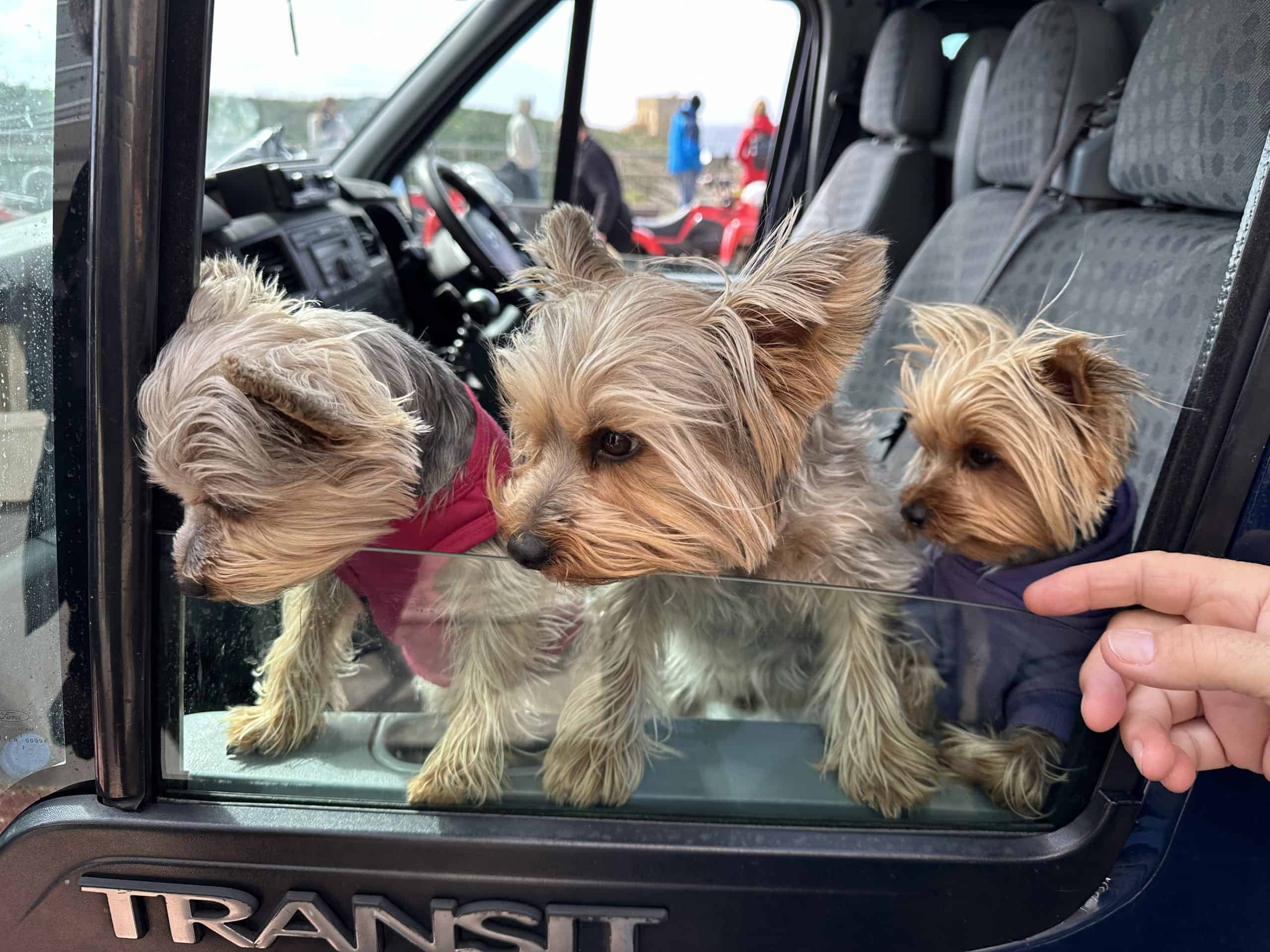 Yorkies along with the tour guide