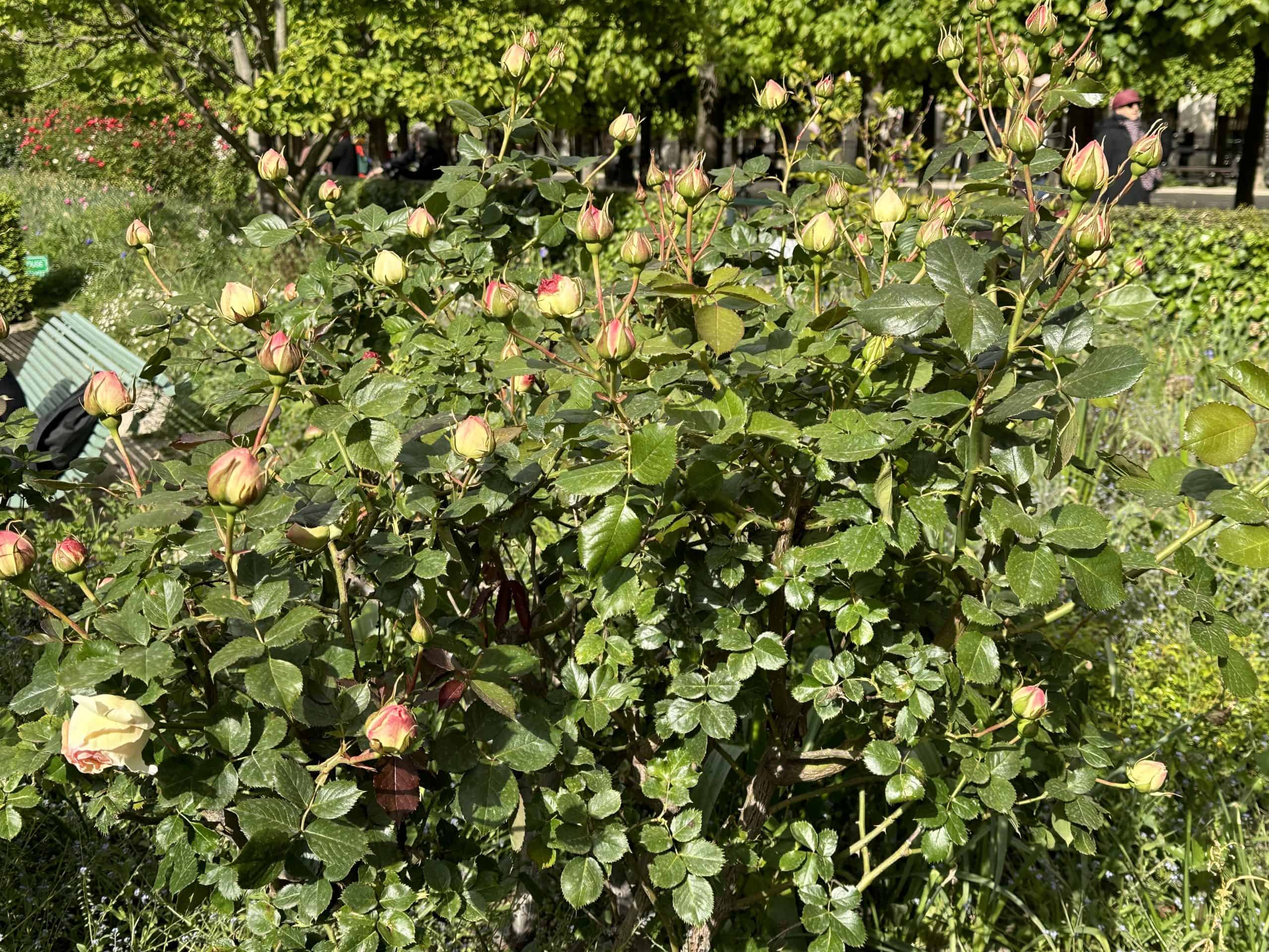 Budding robe bushes