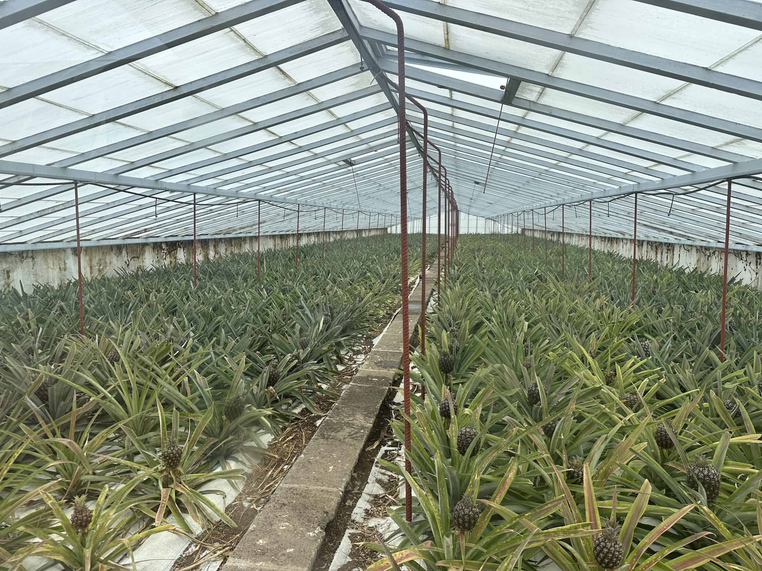 Inside pineapple greenhouse