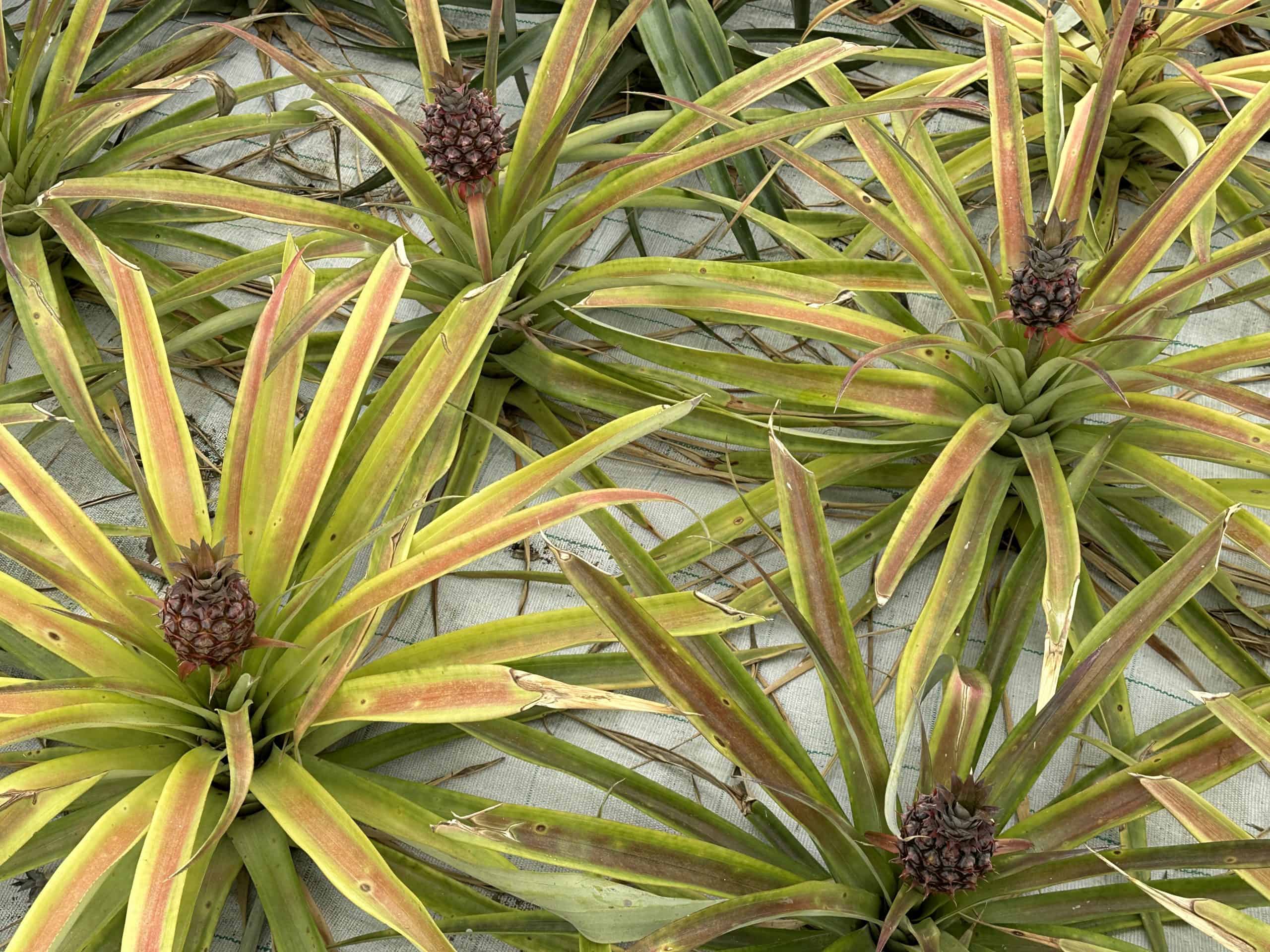 Initial pineapple growth