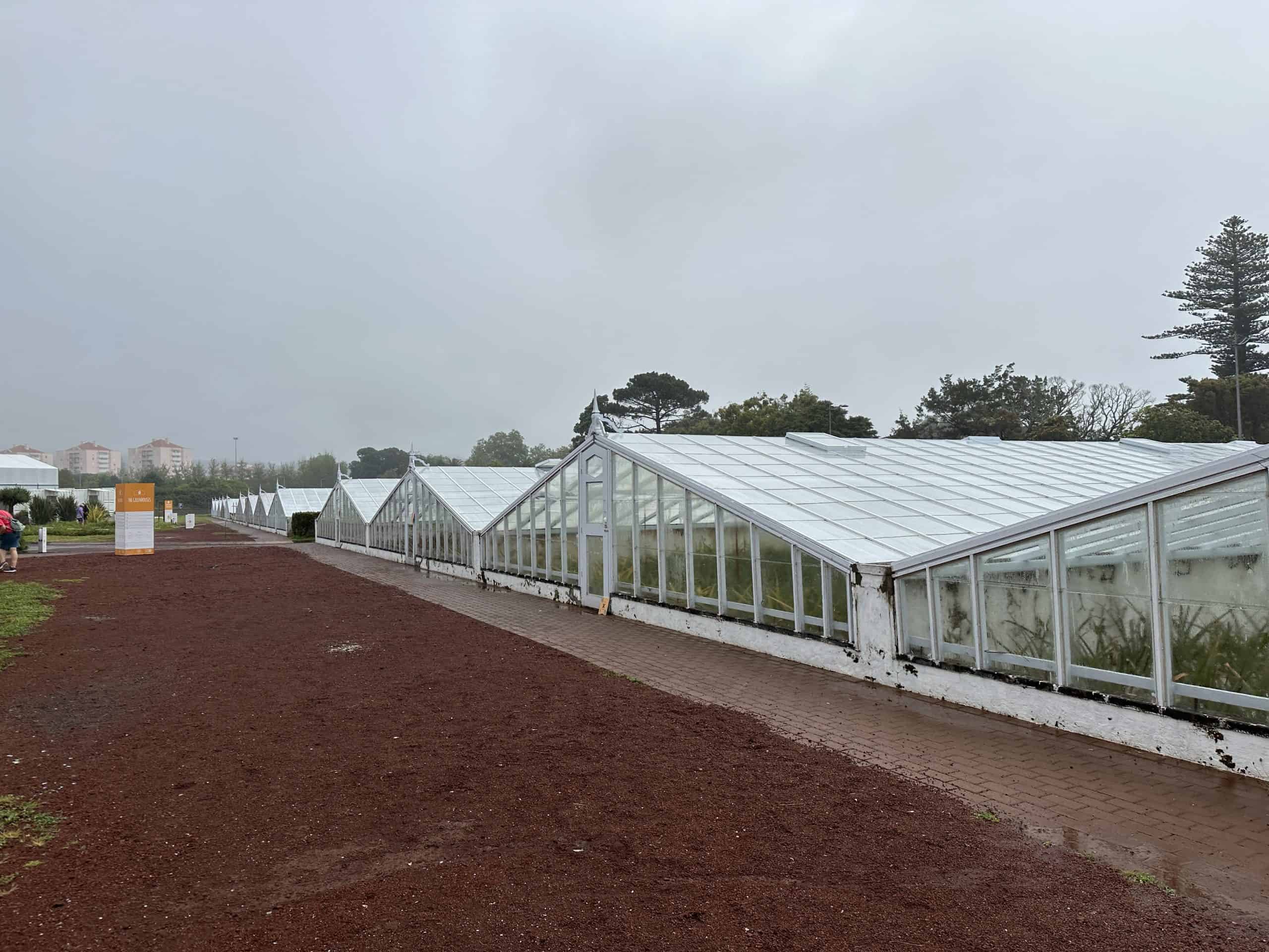 Greenhouses for pineapple growing