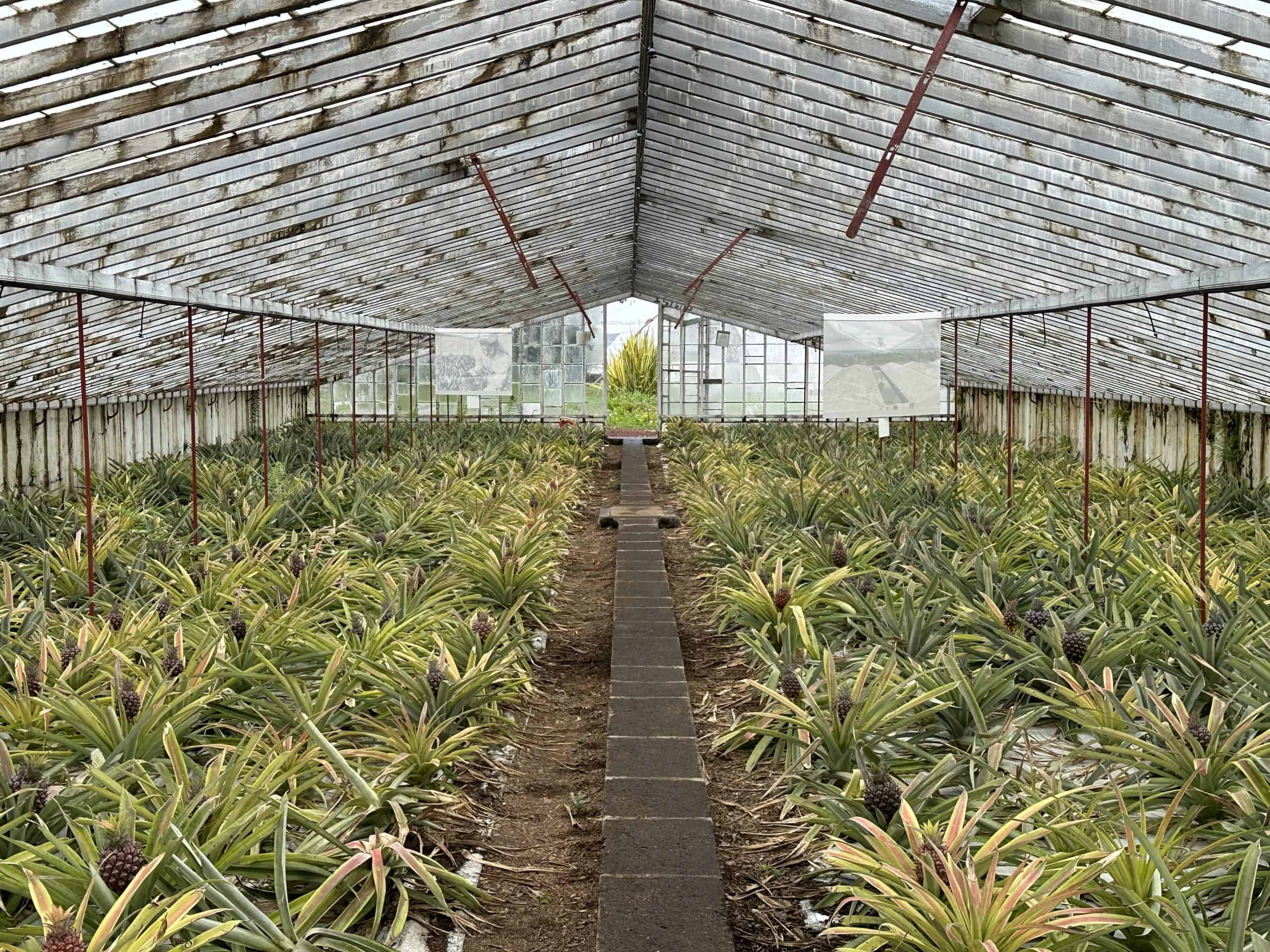 Inside the greenhouse