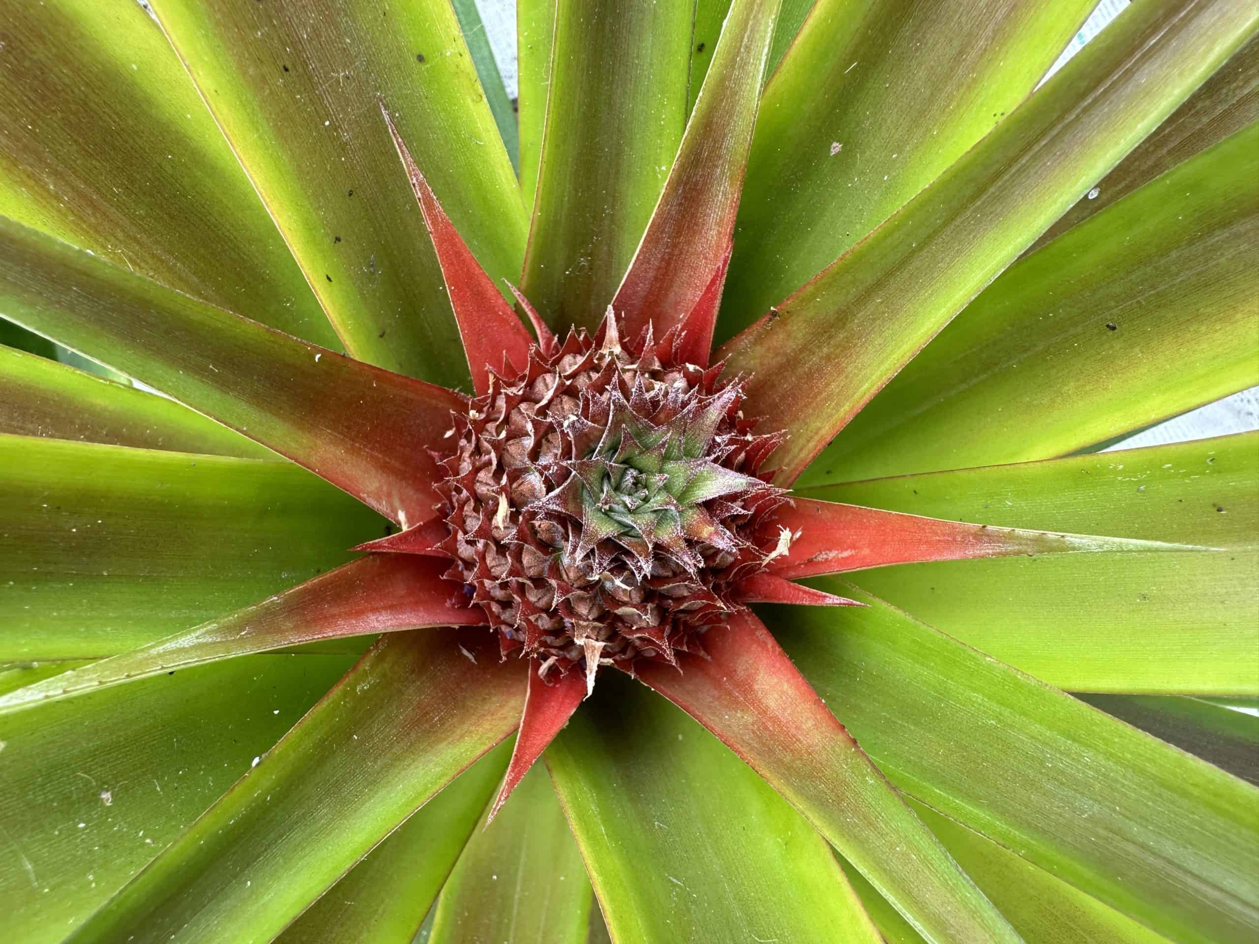 Decorative Azorean pineapple