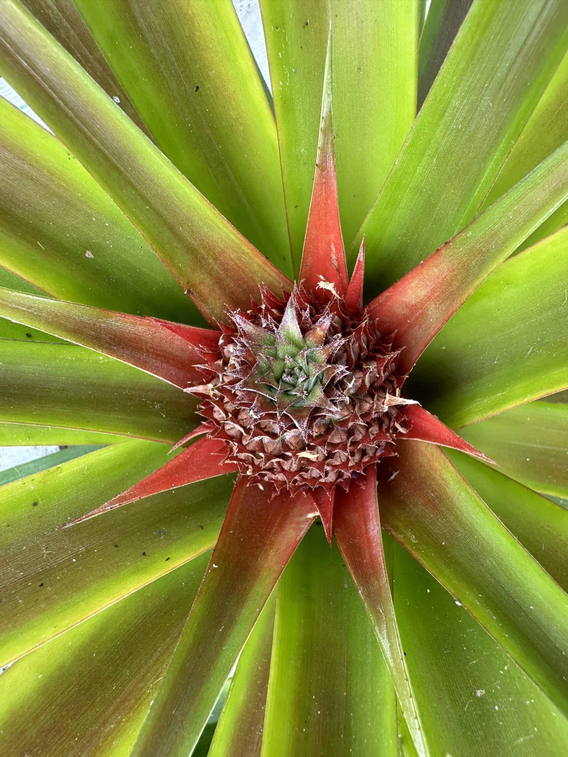 Pineapple crown