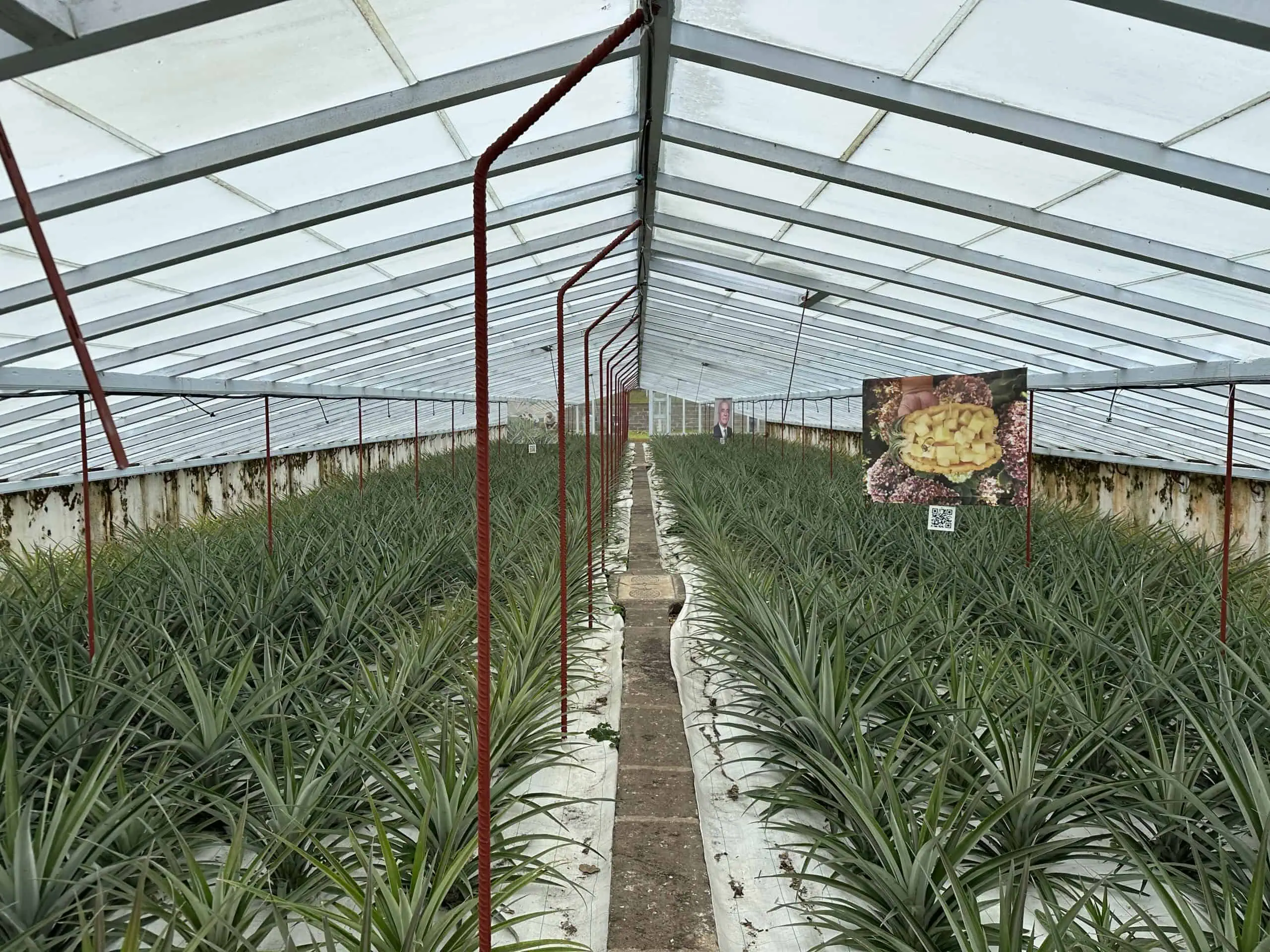 Inside the greenhouse