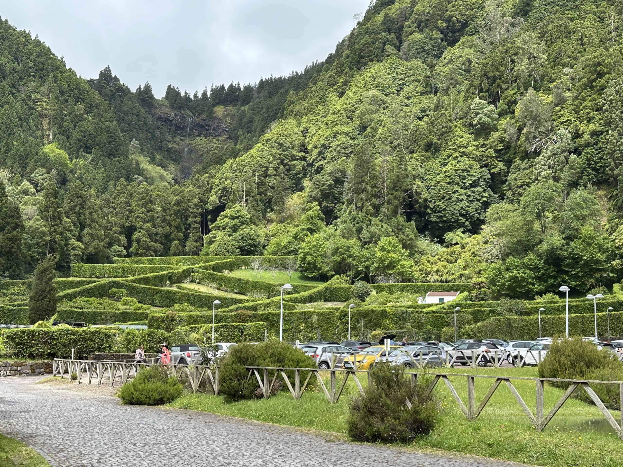 Massive trees in the Furnas valley