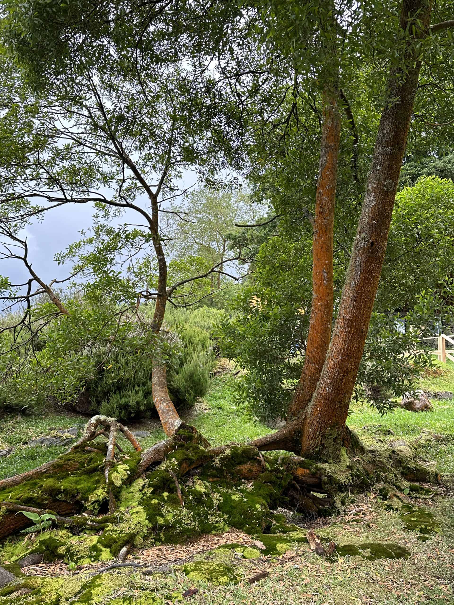 Beautiful trees in the Furnas Valley
