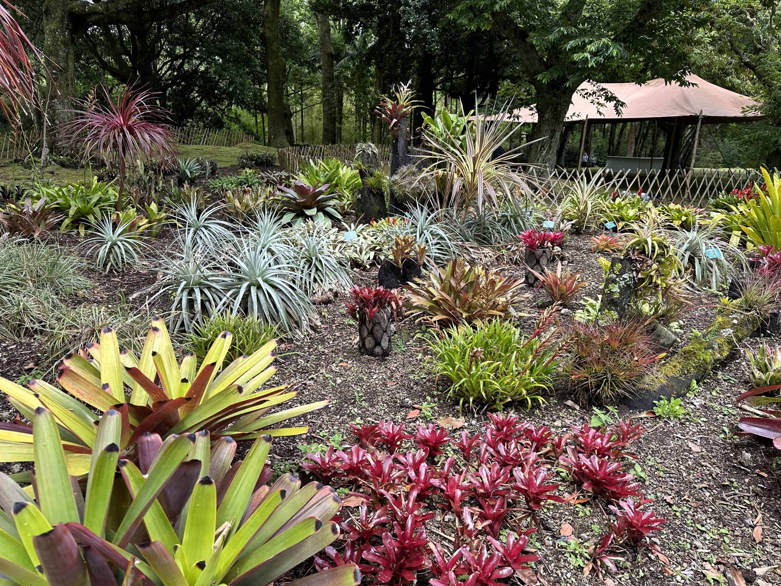 Beautiful tropical plants