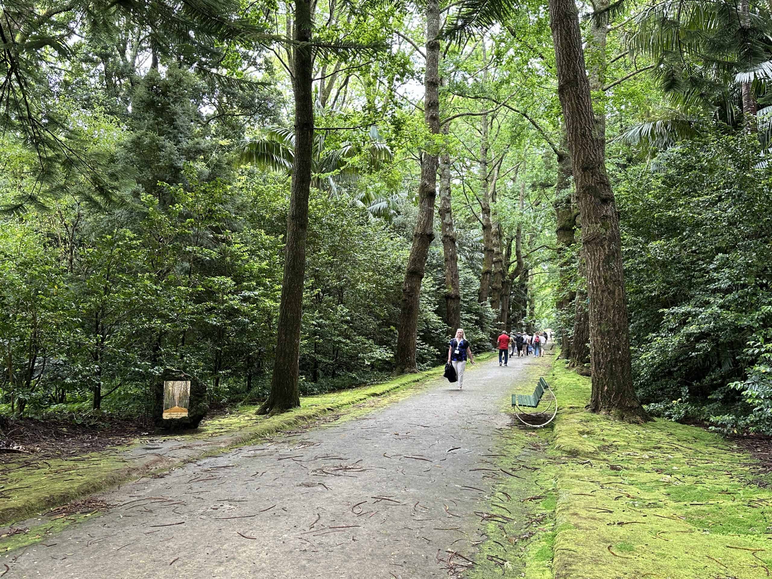 Beautiful path with large trees
