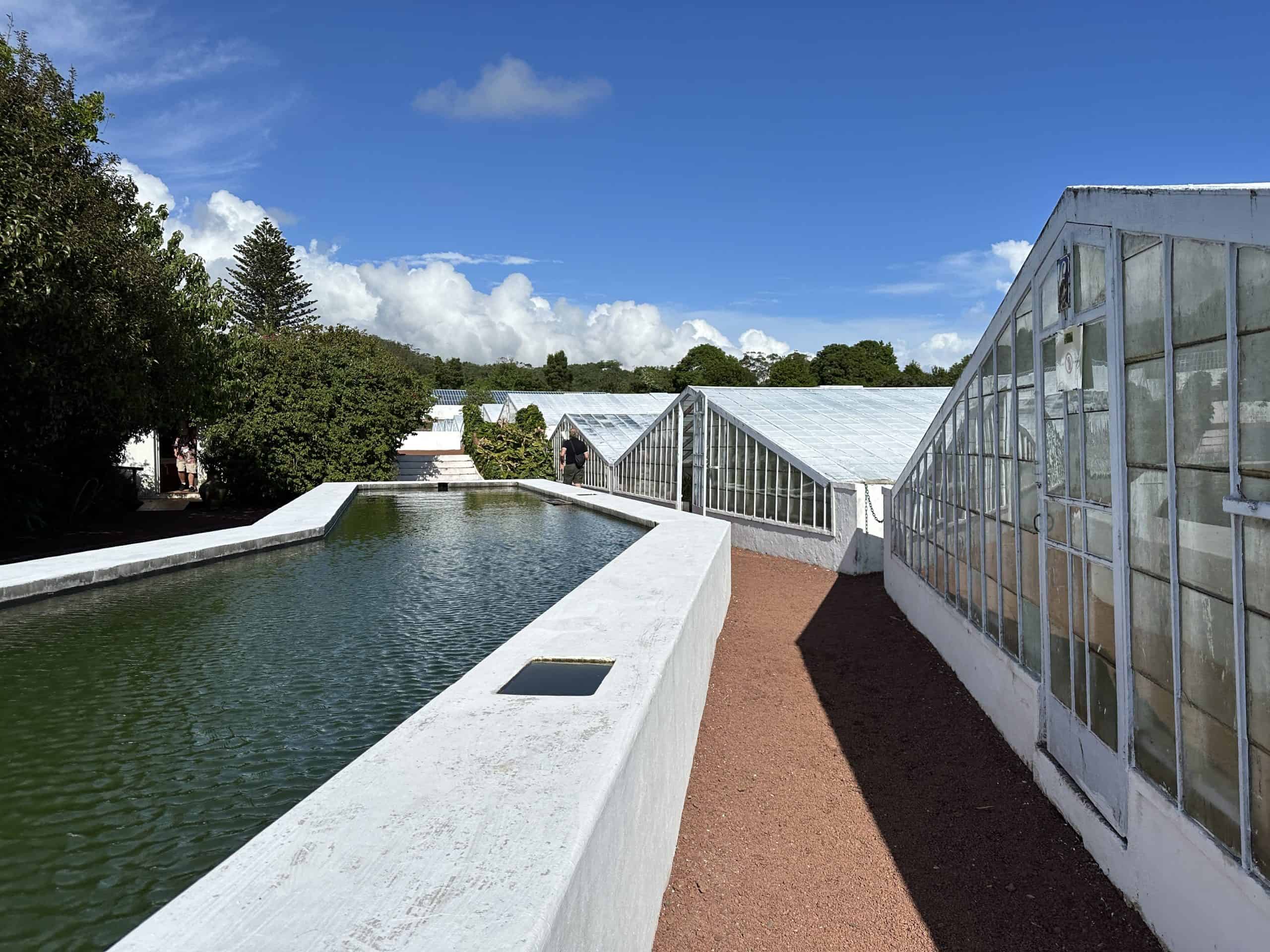 Pineapple greenhouses
