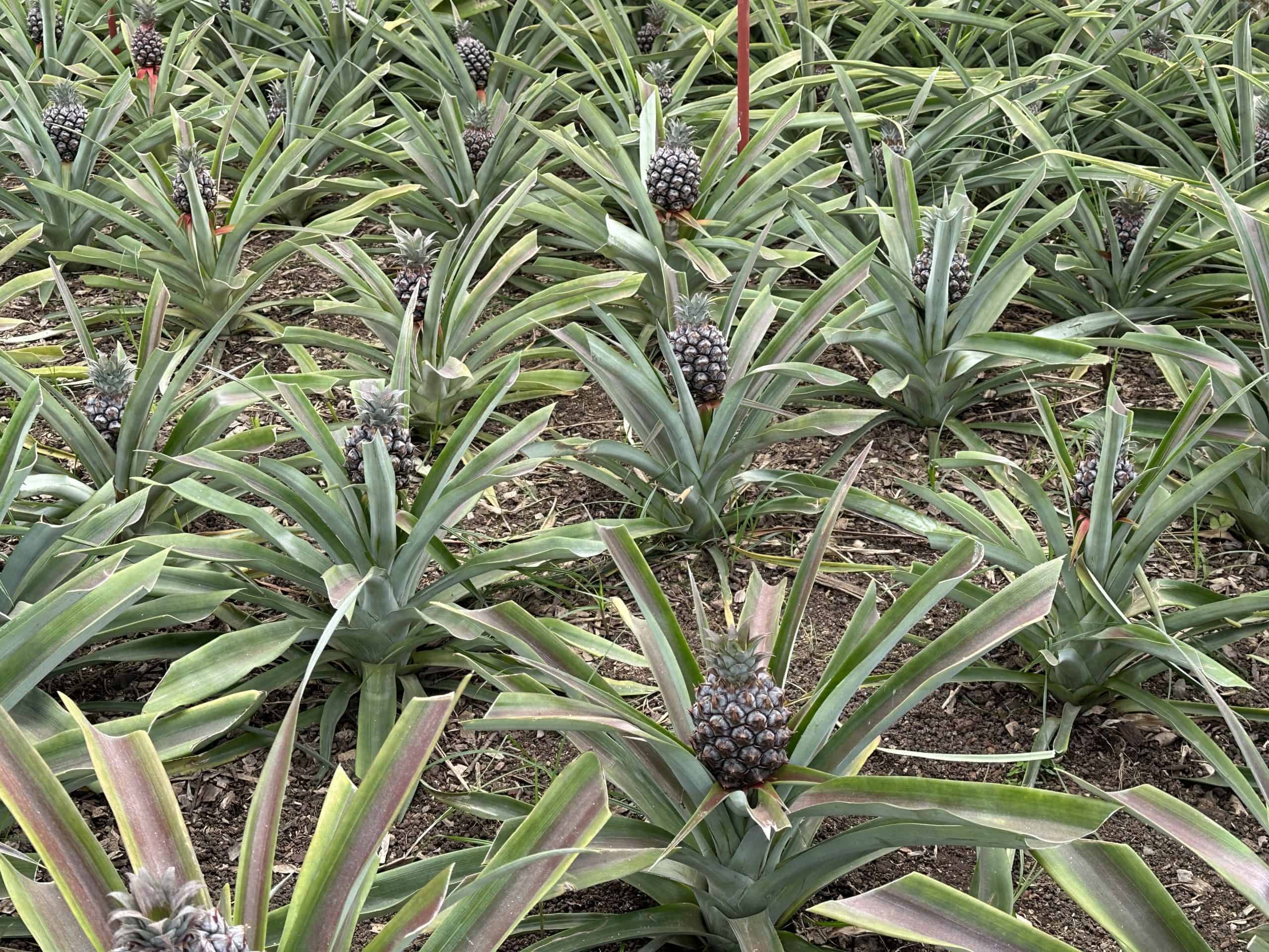 Small pineapples growing in the greenhouse