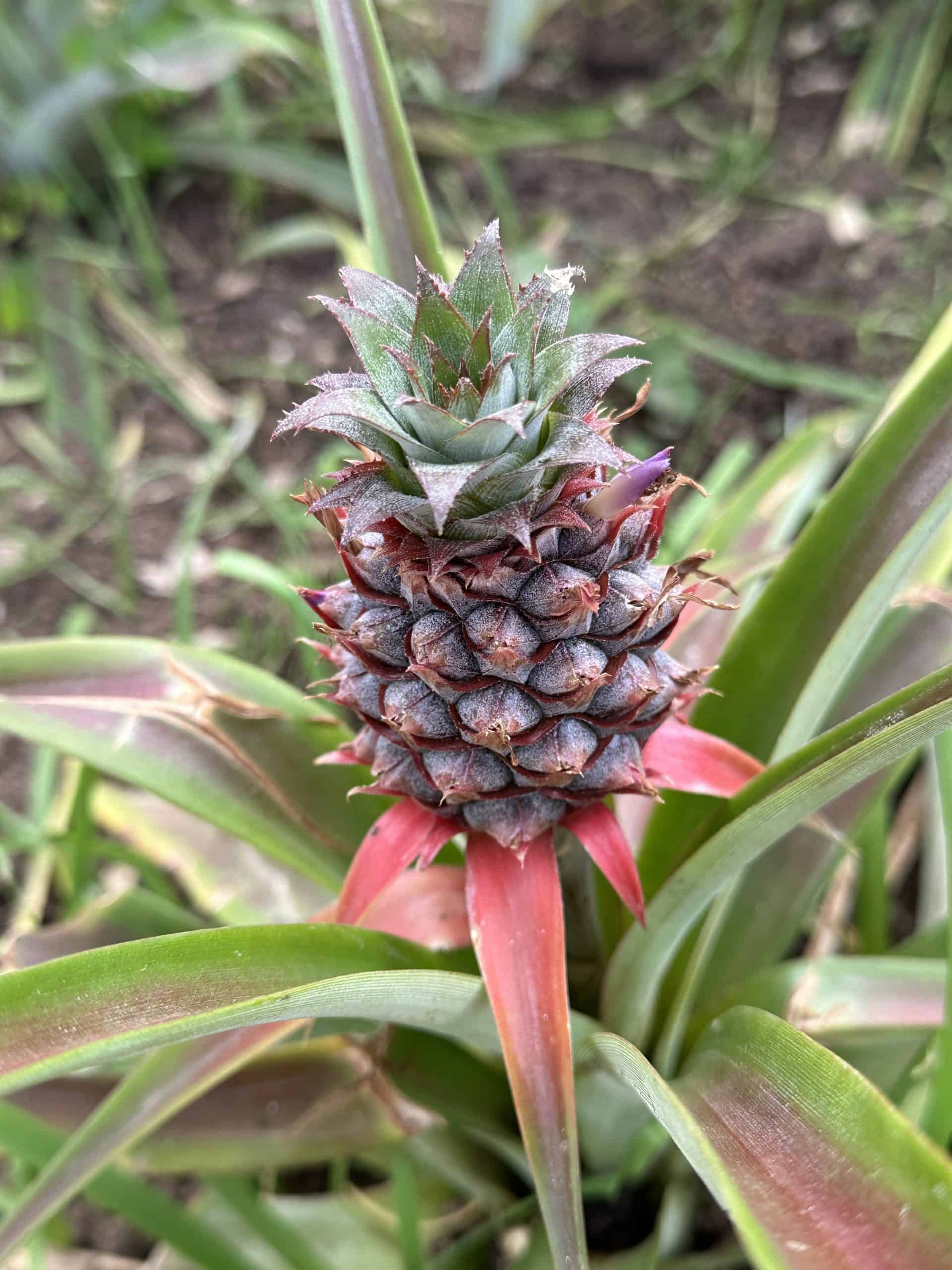 Beautiful pineapple fruit