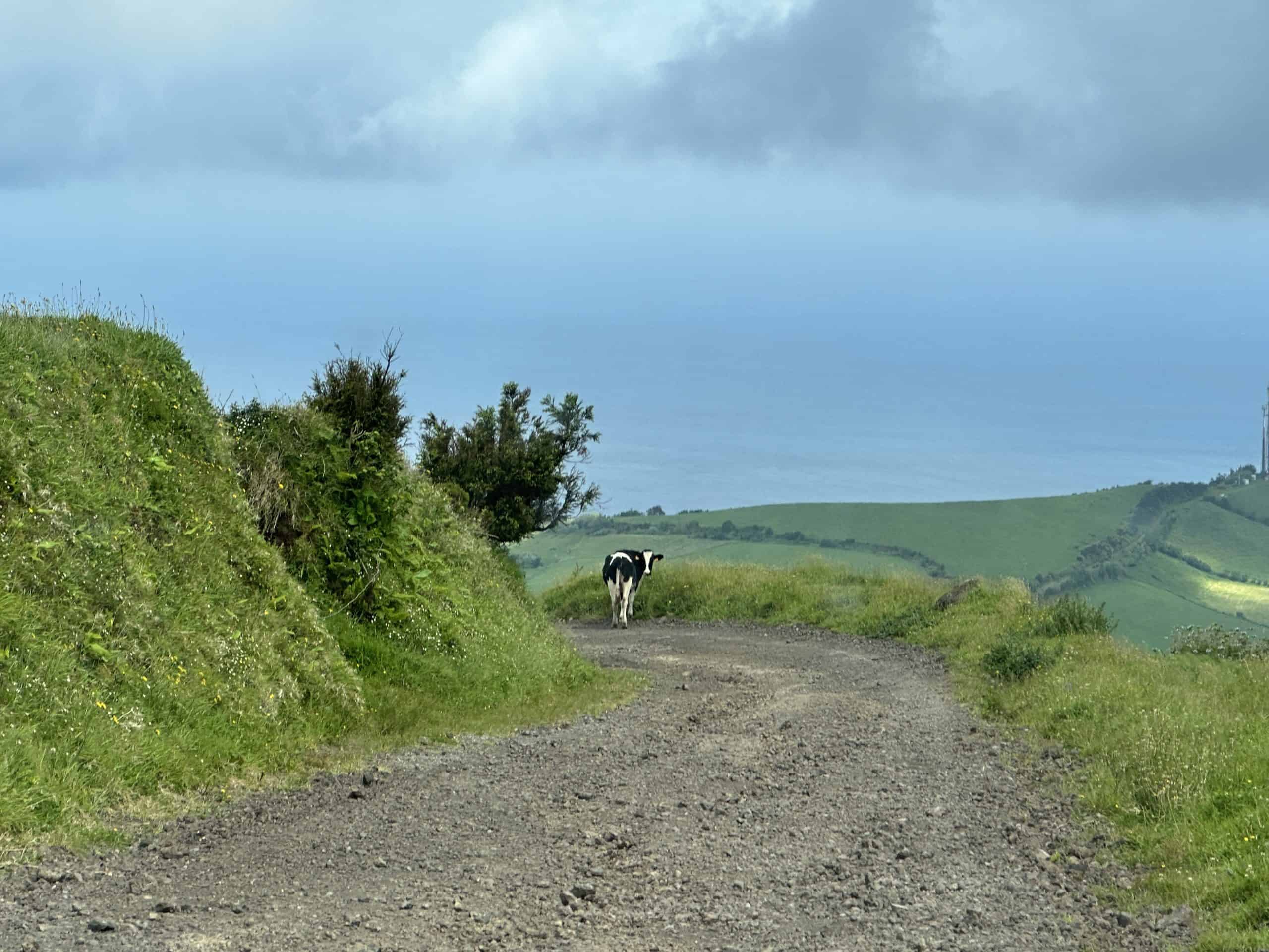 Cow along the summit road