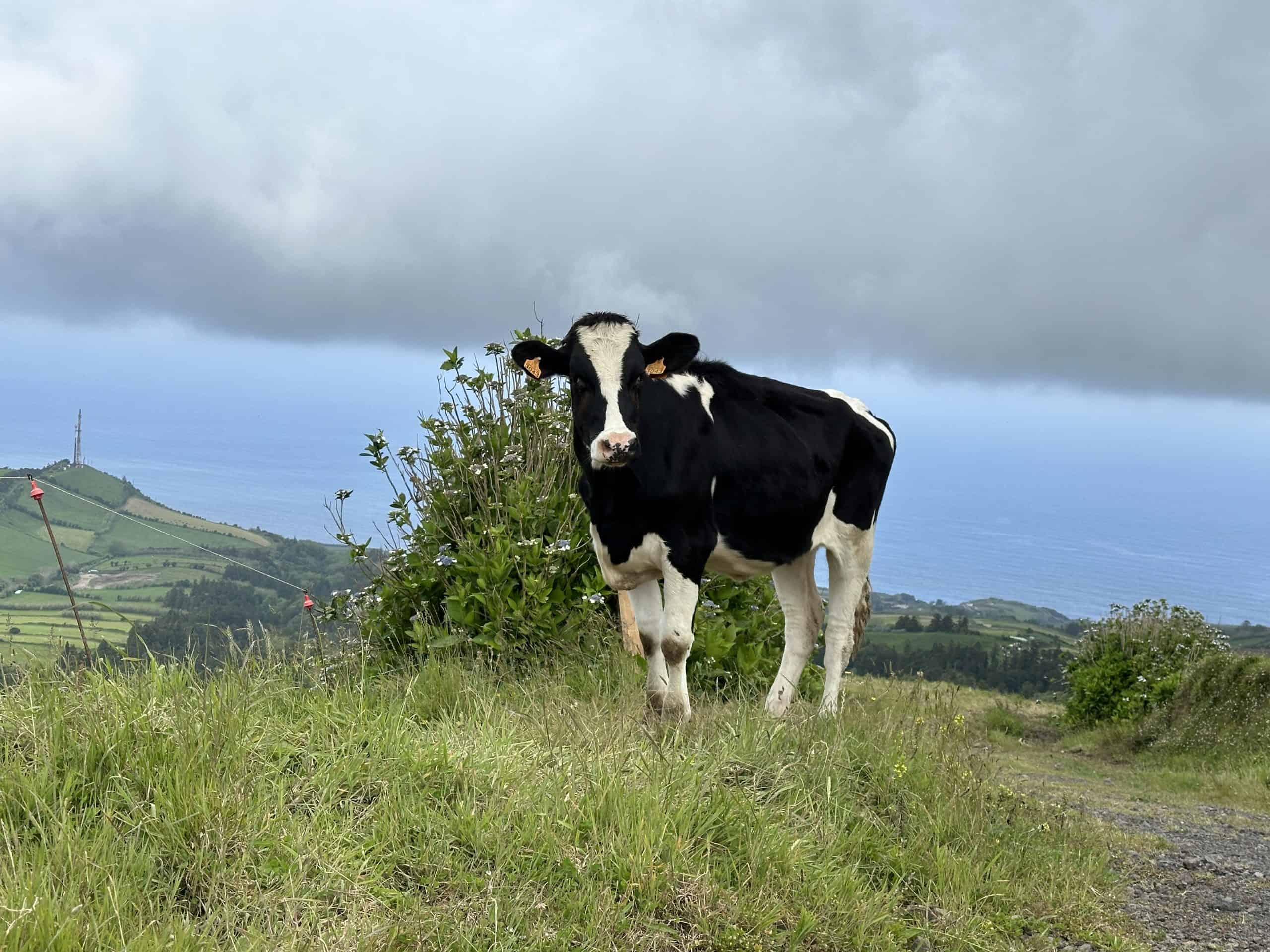 Cows along the summit road