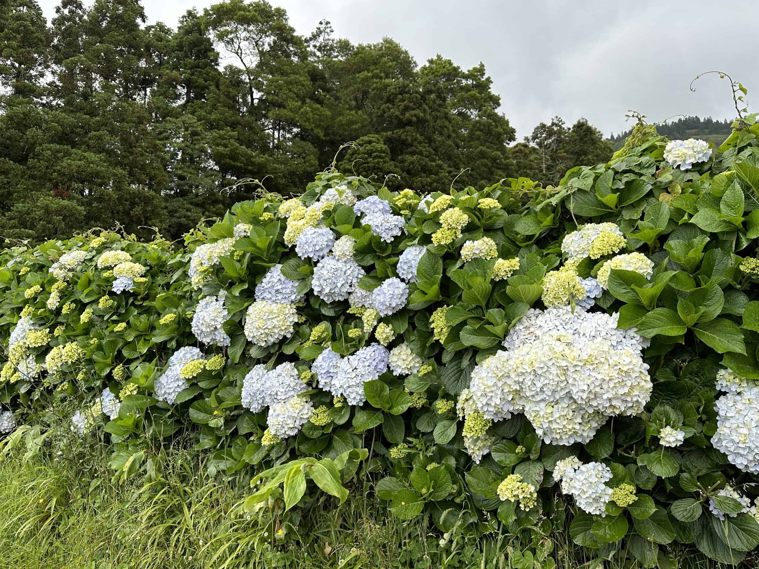 Hydrangeas along the road