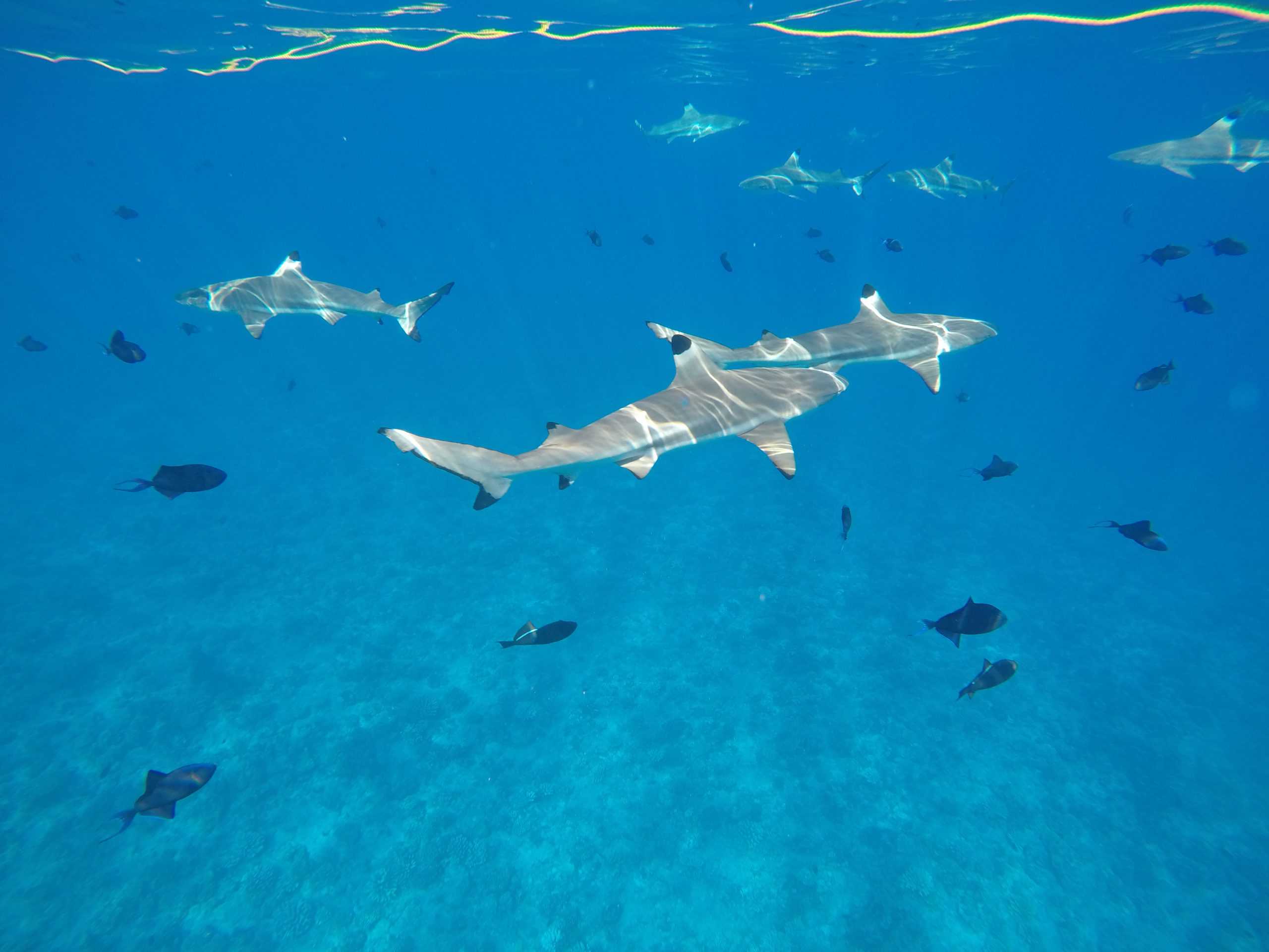 Reef sharks underwater