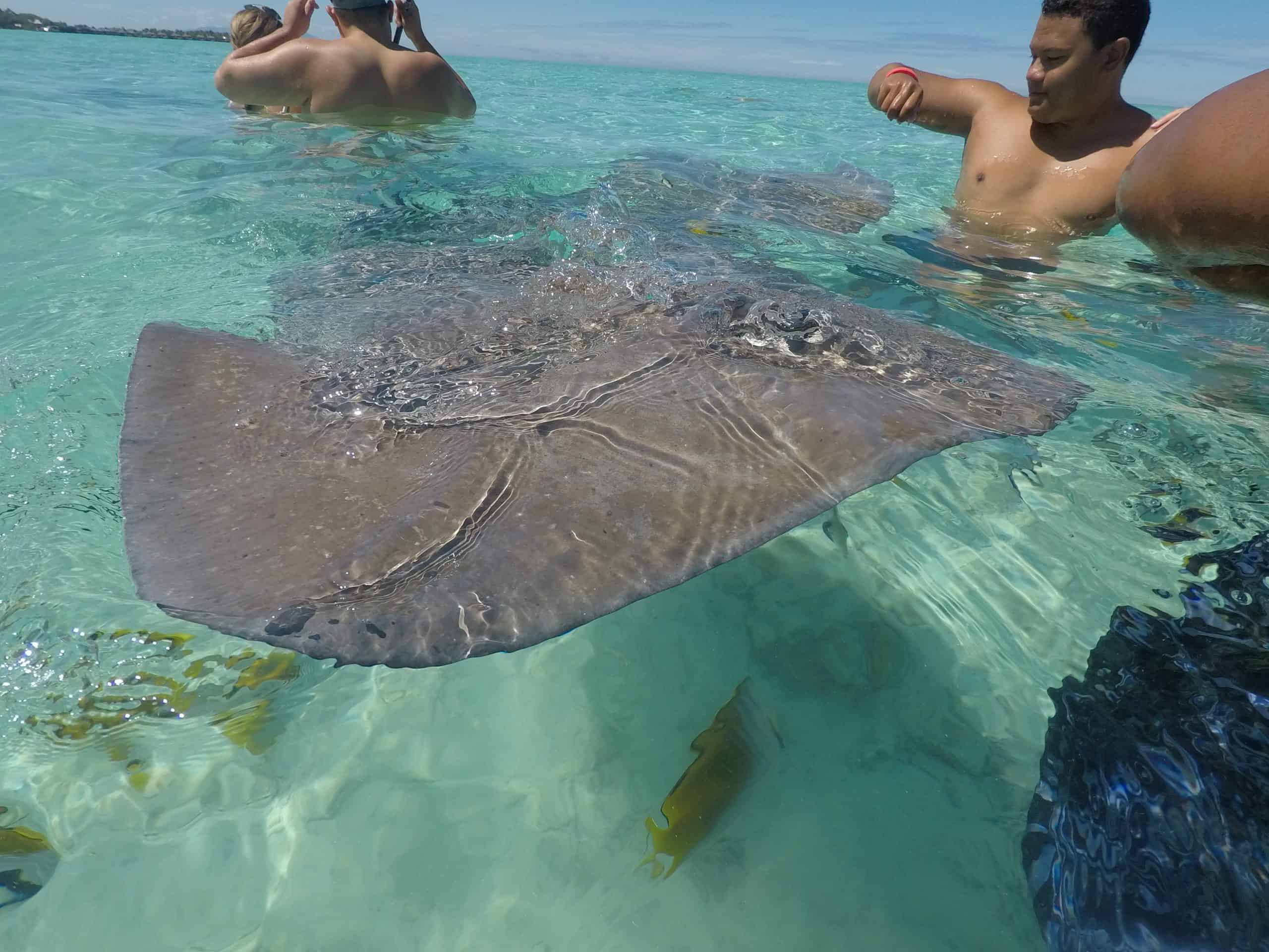 Sting rays in the lagoon