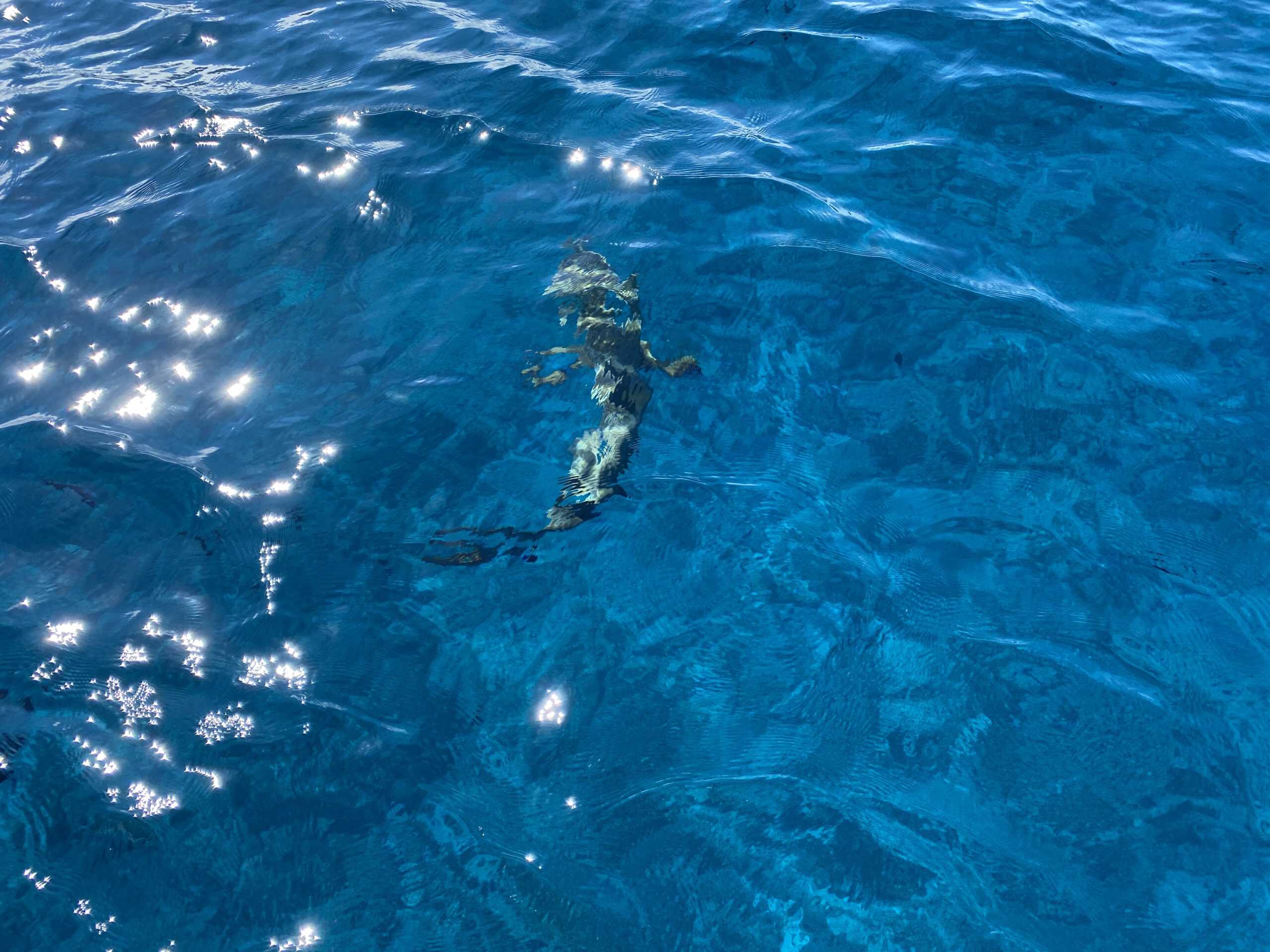 Sharks in the lagoon