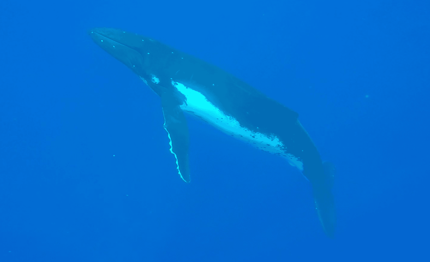 A whale swimming by us- one of the best things to do in Moorea French polynesia