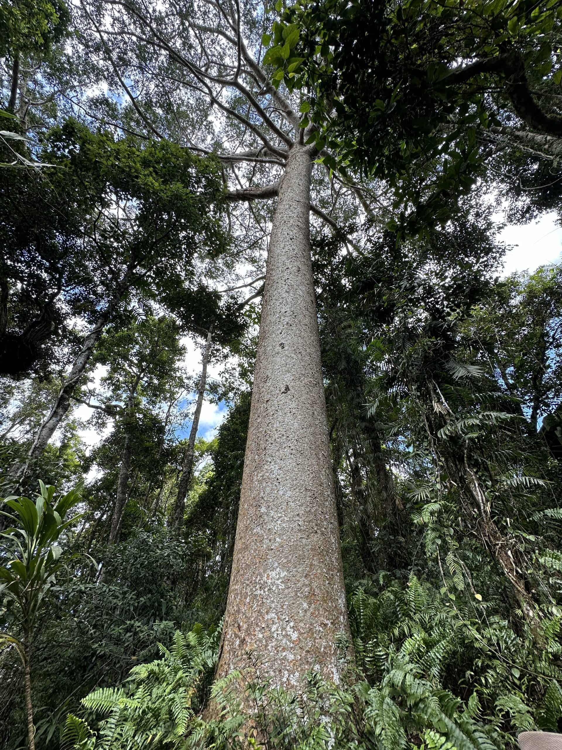 Kauri tree in the rainforest