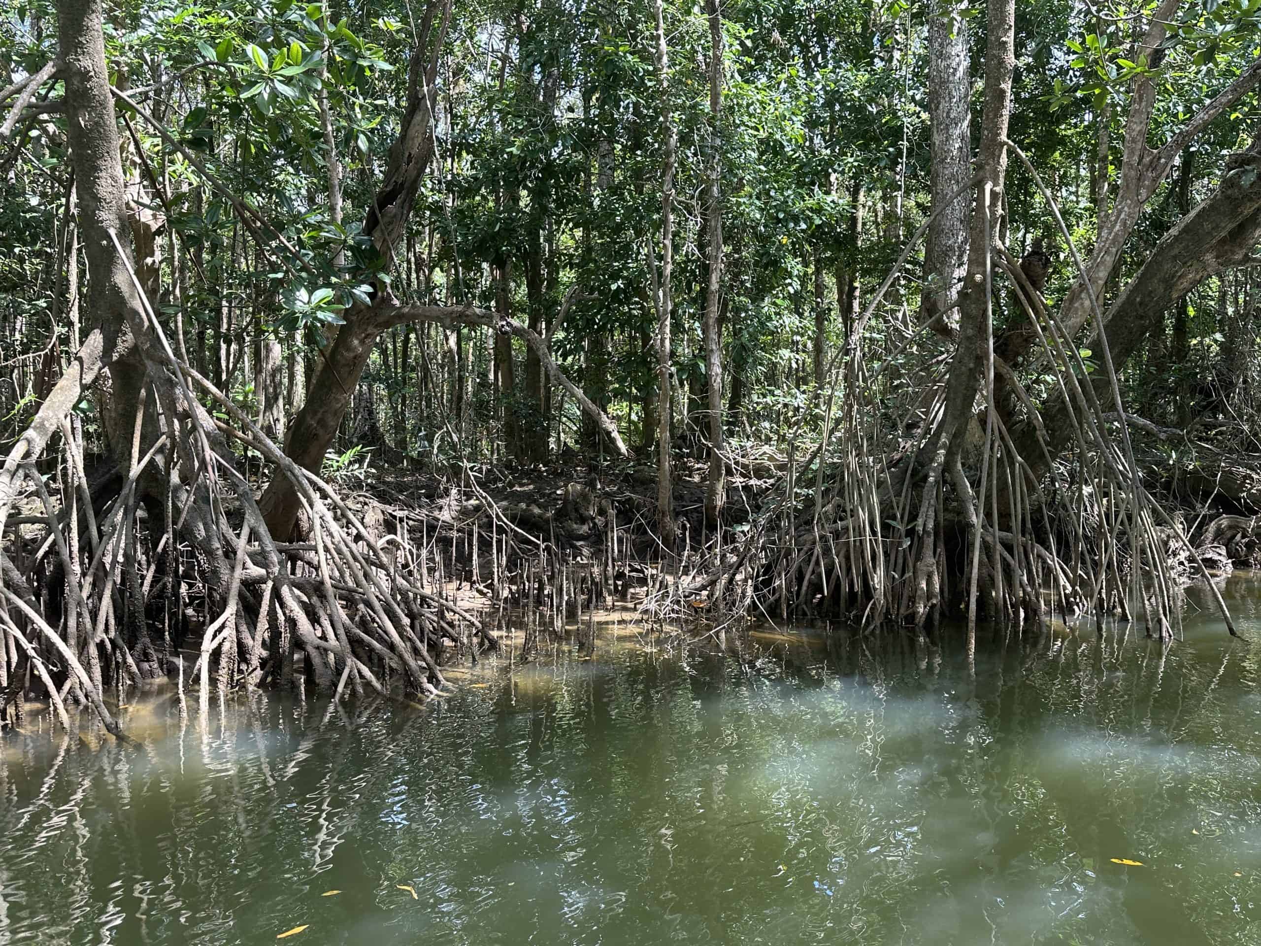 Mangroves along the Daintree river