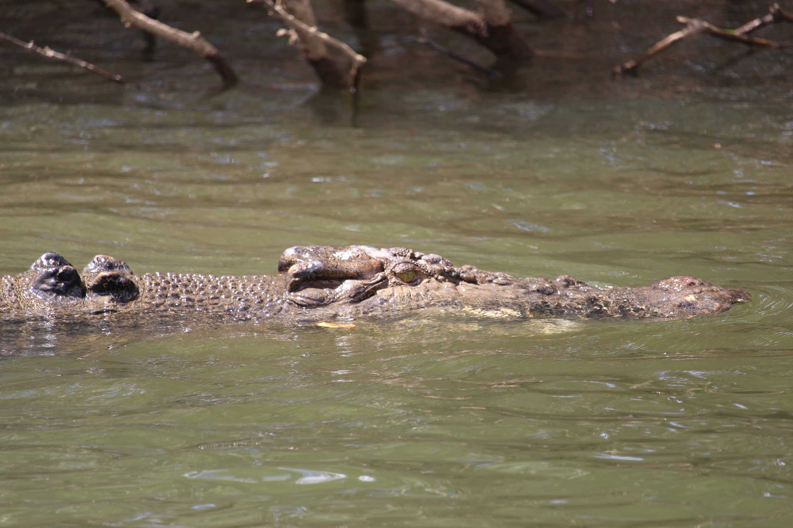 Up close shot of the croc