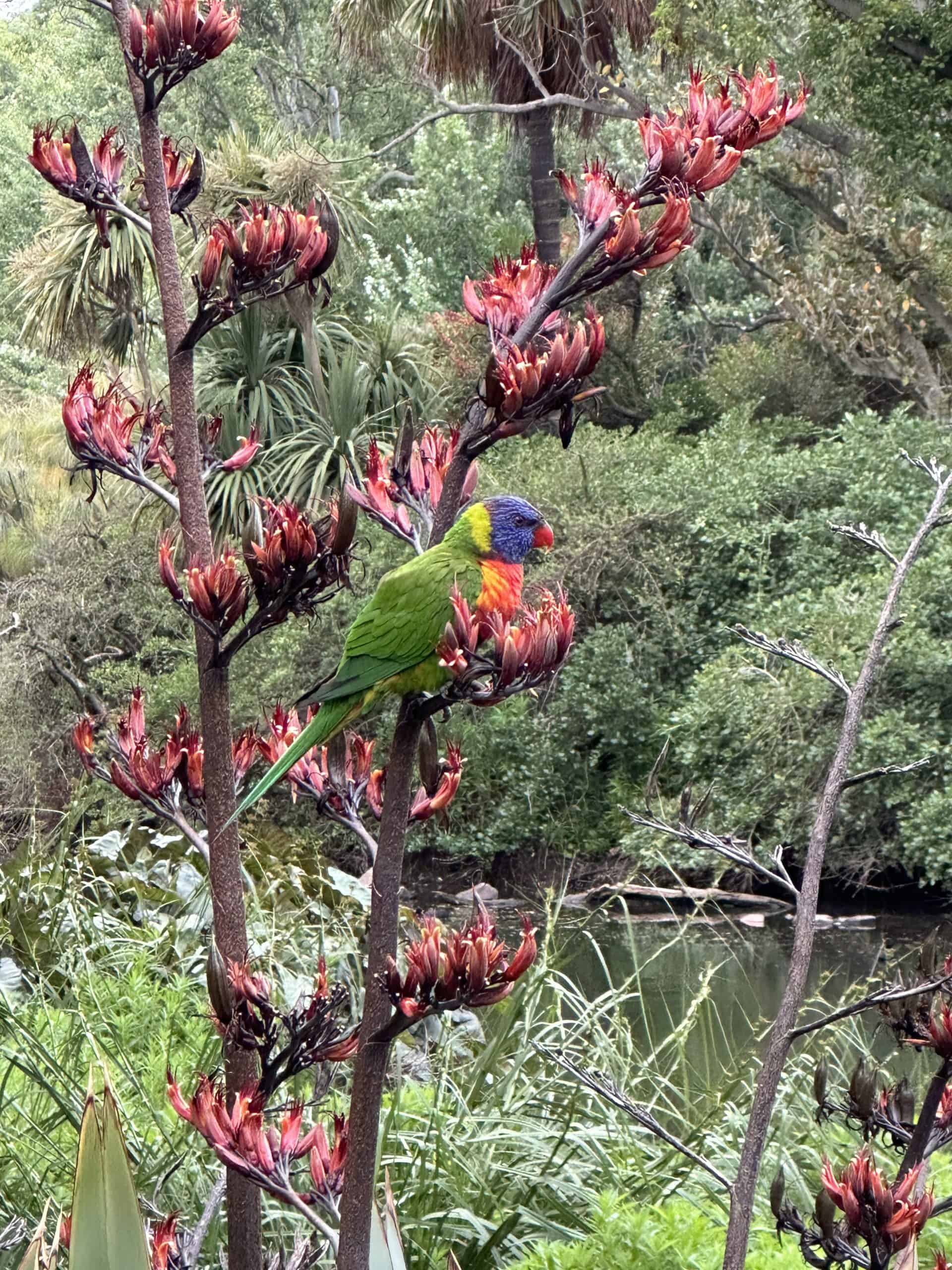 Colourful bird