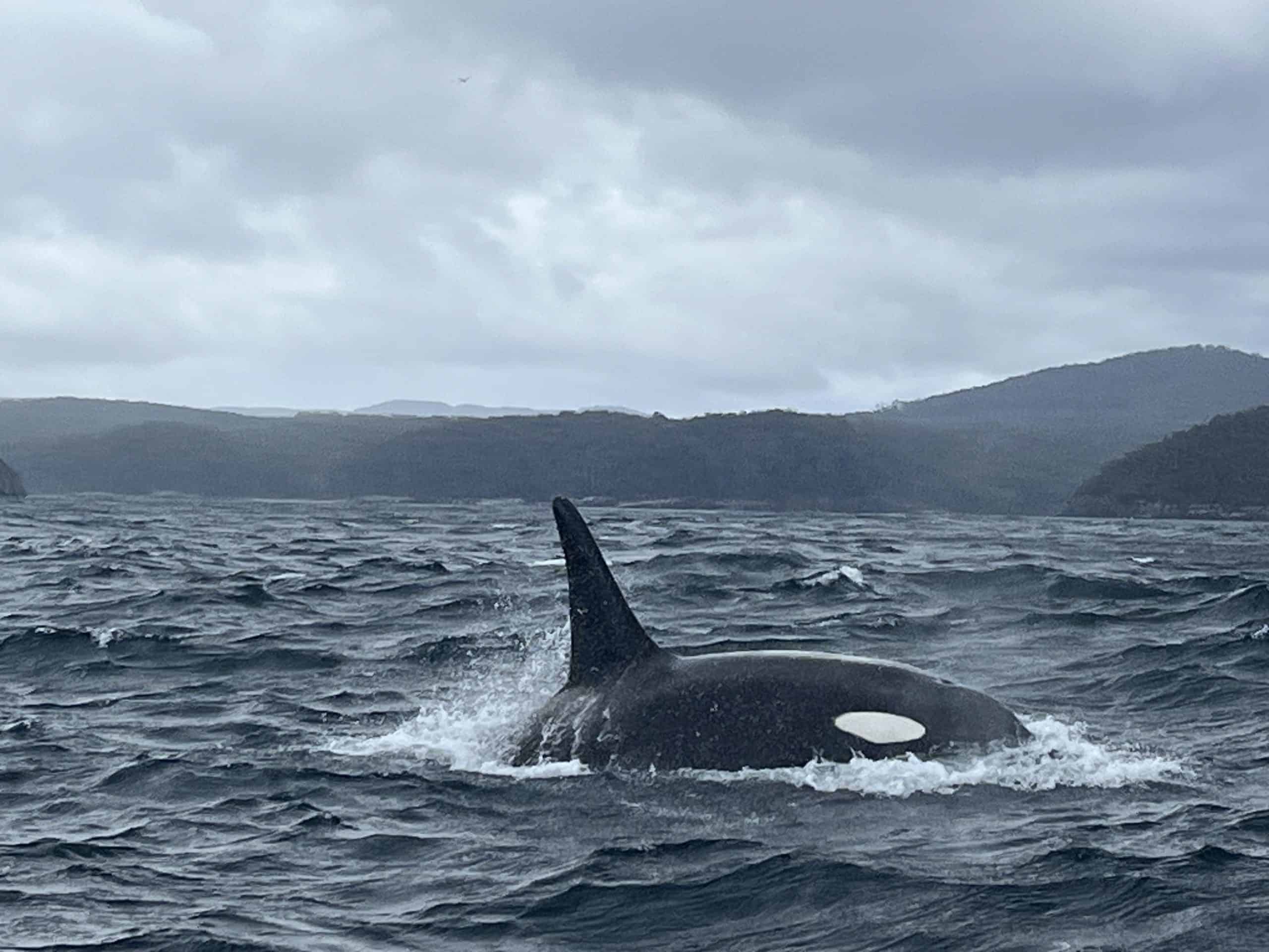Orca breaching