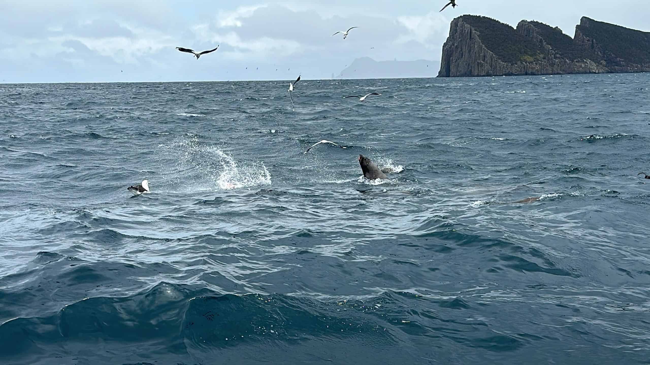Seals playing the water