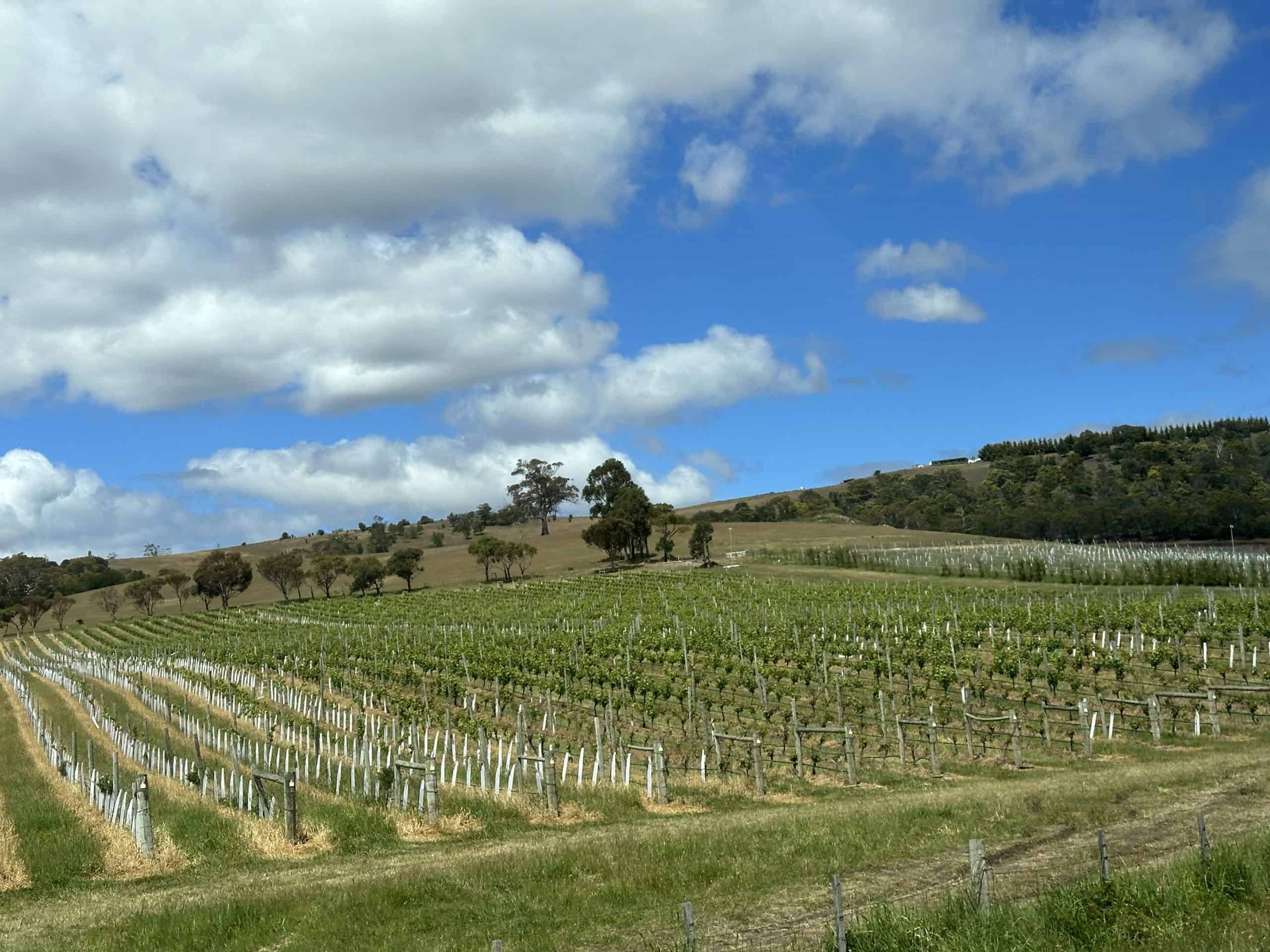 Vineyards of Coal River Valley