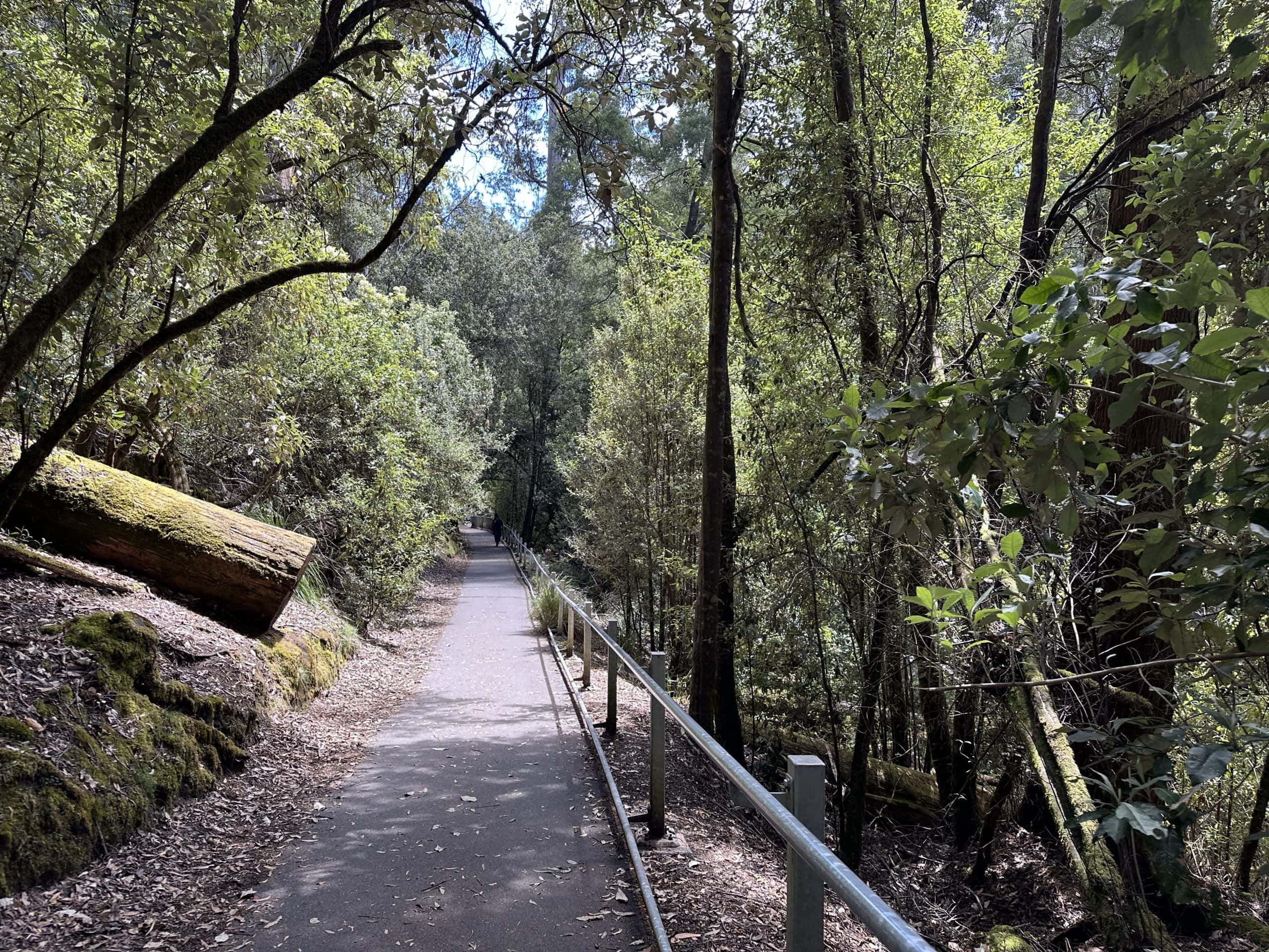 Pathway to Russell Falls