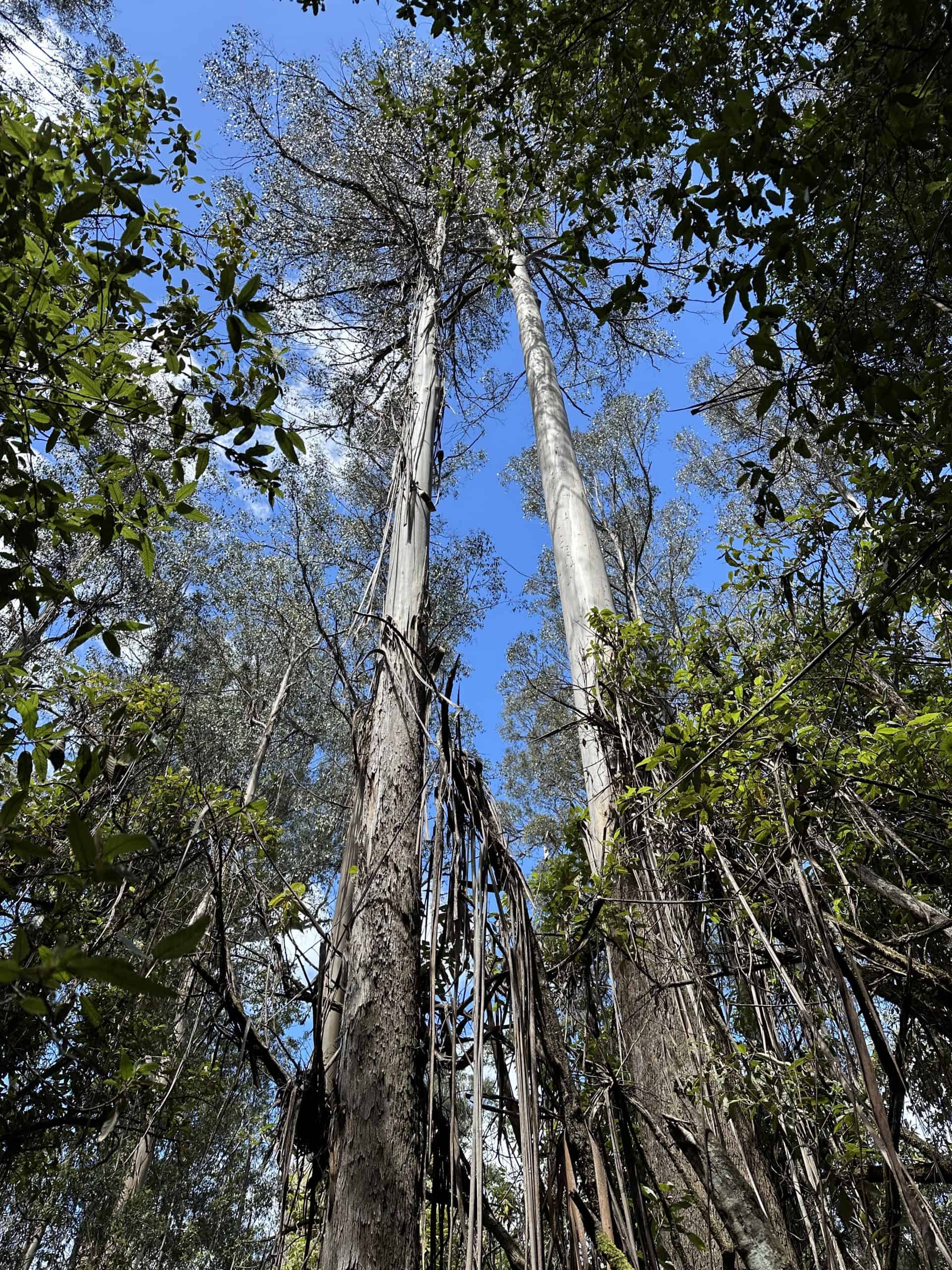 Tall gum trees