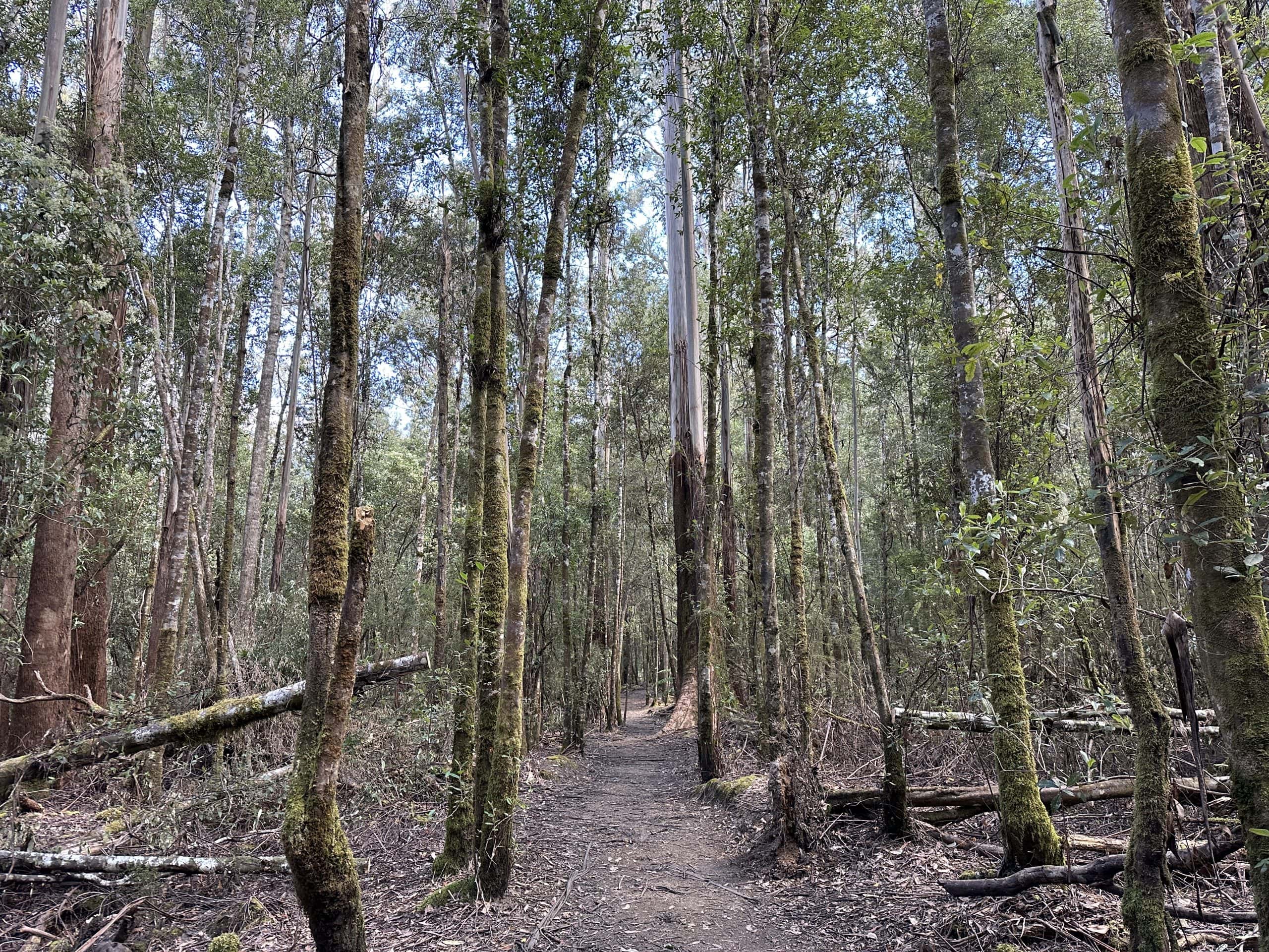 Tall Trees pathway