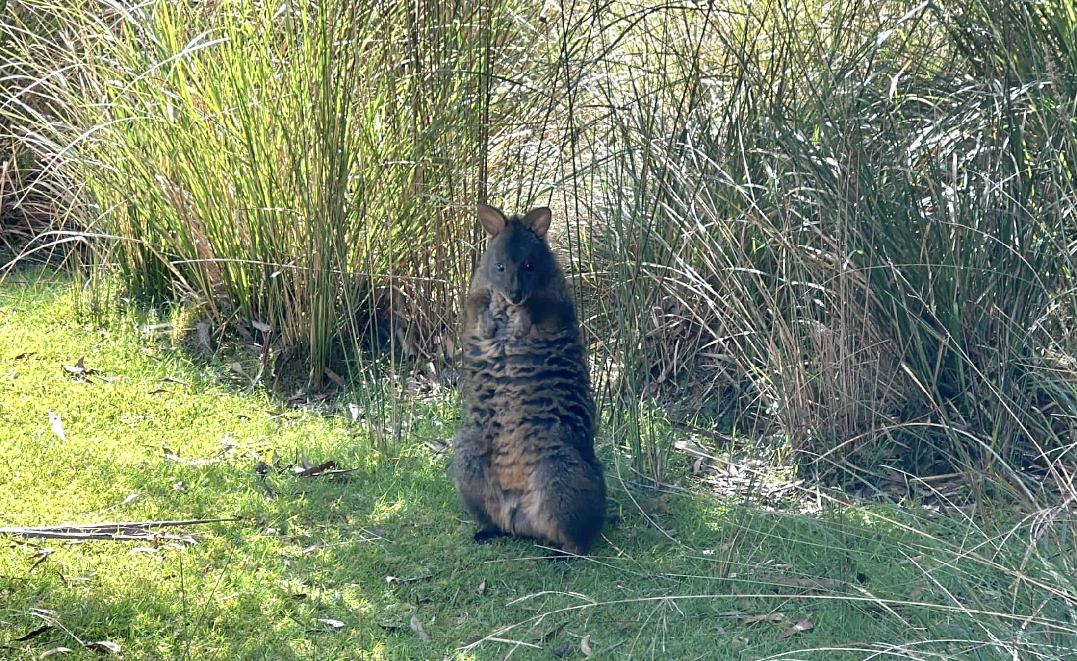 Wallaby