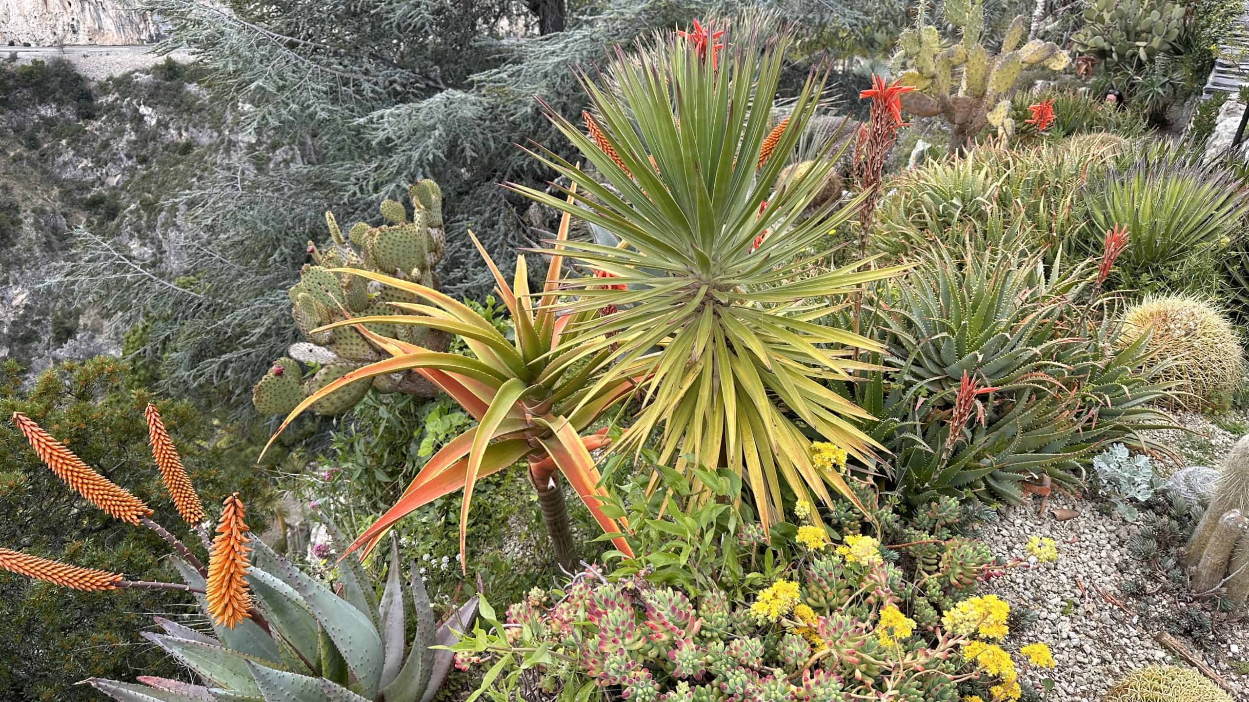 Beautiful plant species