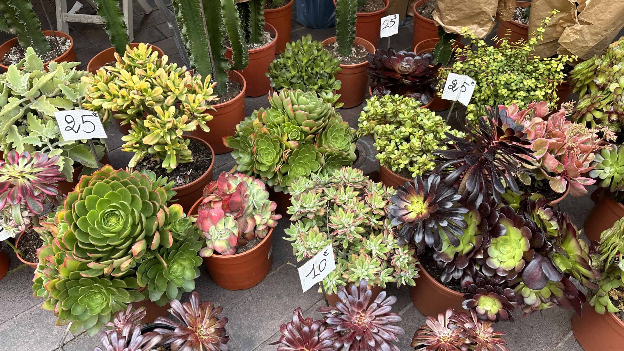 Plants at the flower market